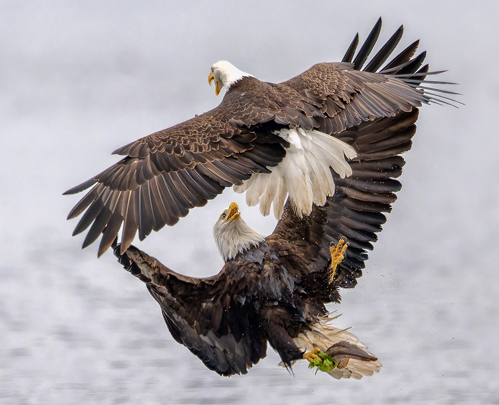 Seabeck_Eagles_3514b_1000p.jpg