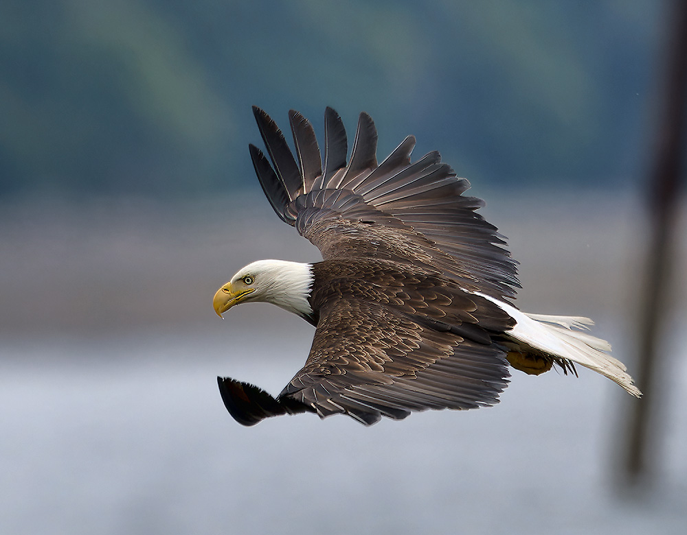 Seabeck_Eagles_9128_1000p.jpg