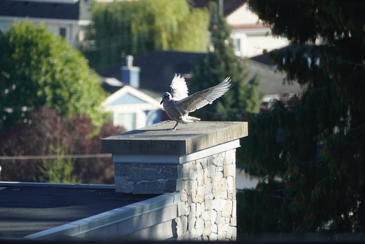 Seagul chick landing.jpg