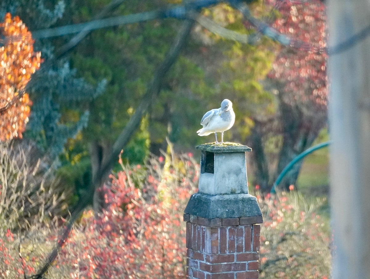 Seagul FFrame.jpeg