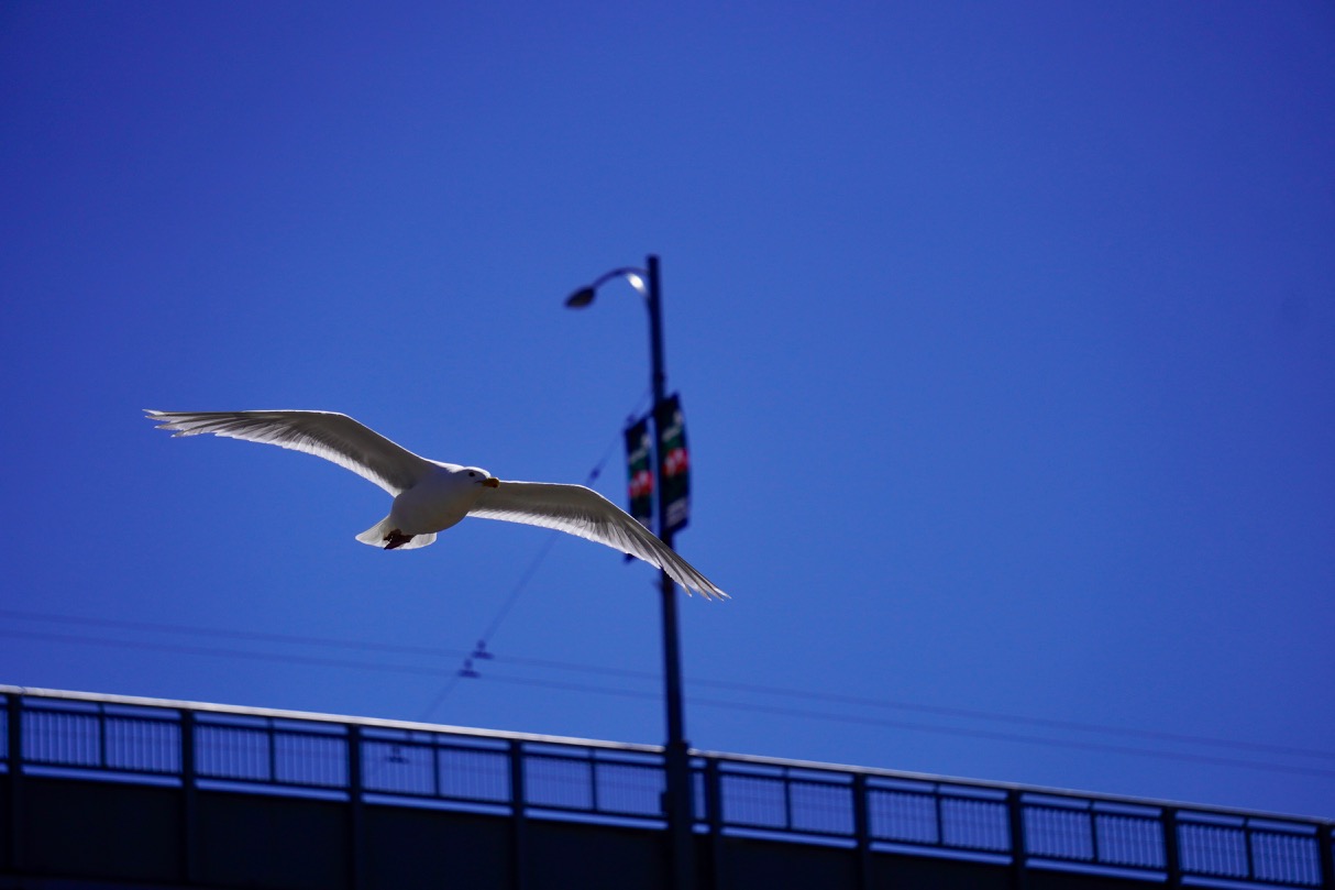 Seagull (1).jpg