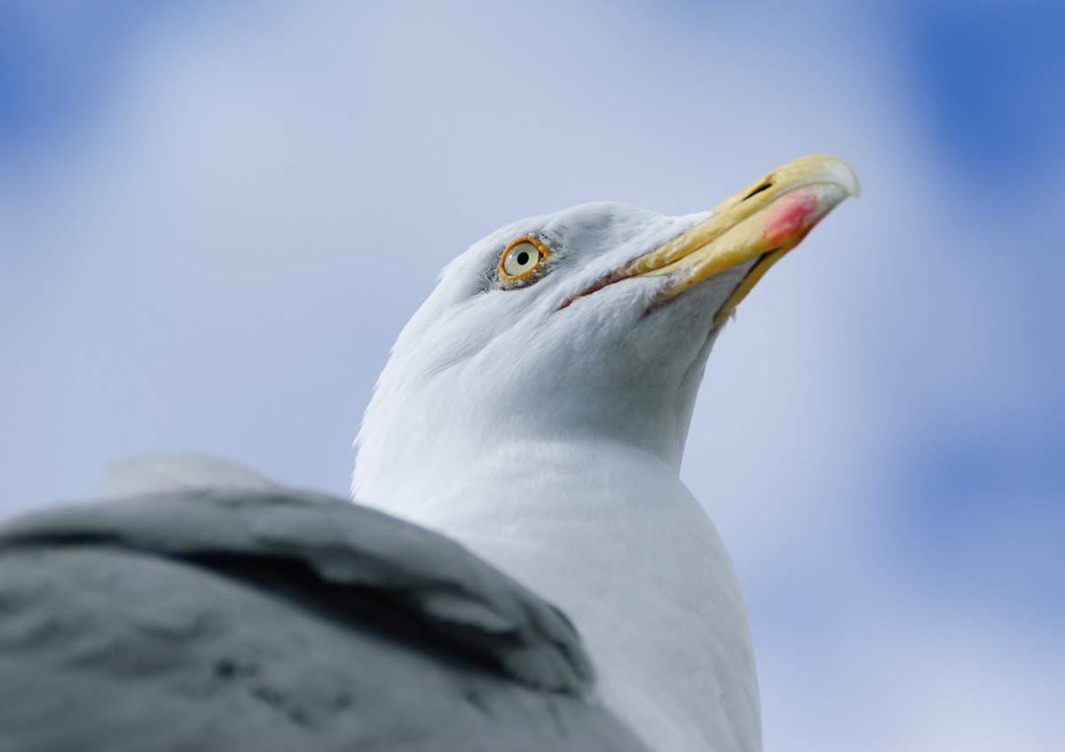 seagull-528.jpg