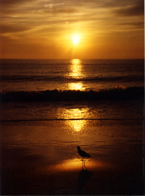 Seagull at dawn.JPG