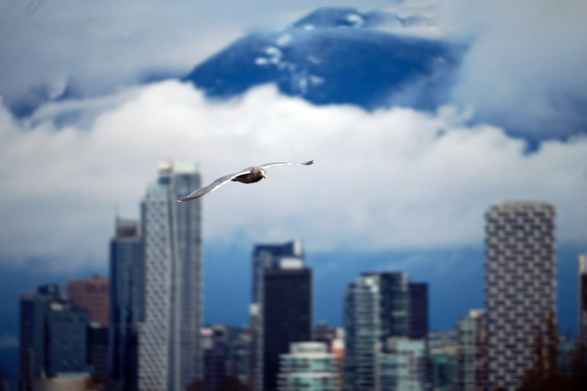 Seagull flying over city.jpeg