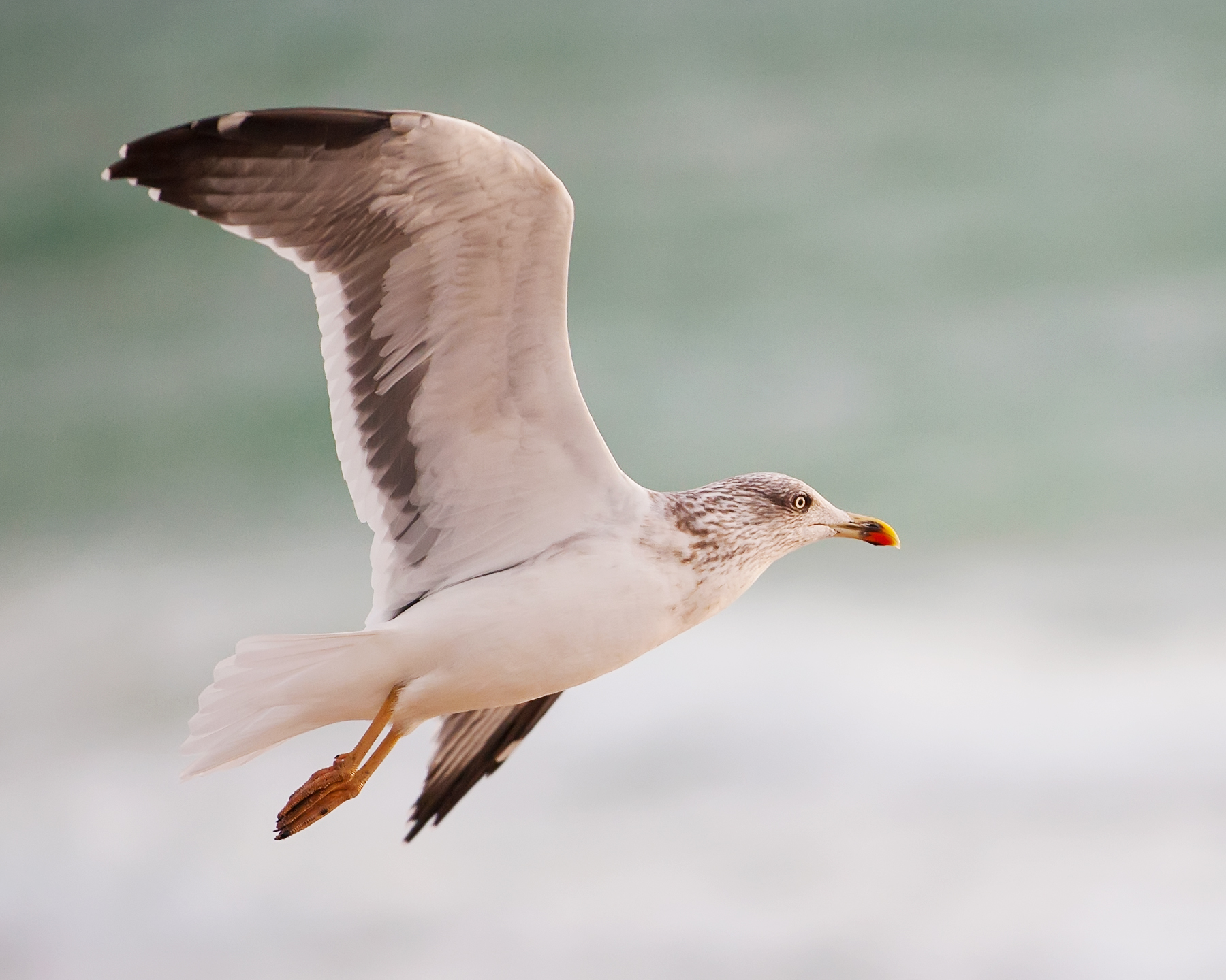 Seagull In Flight.jpg