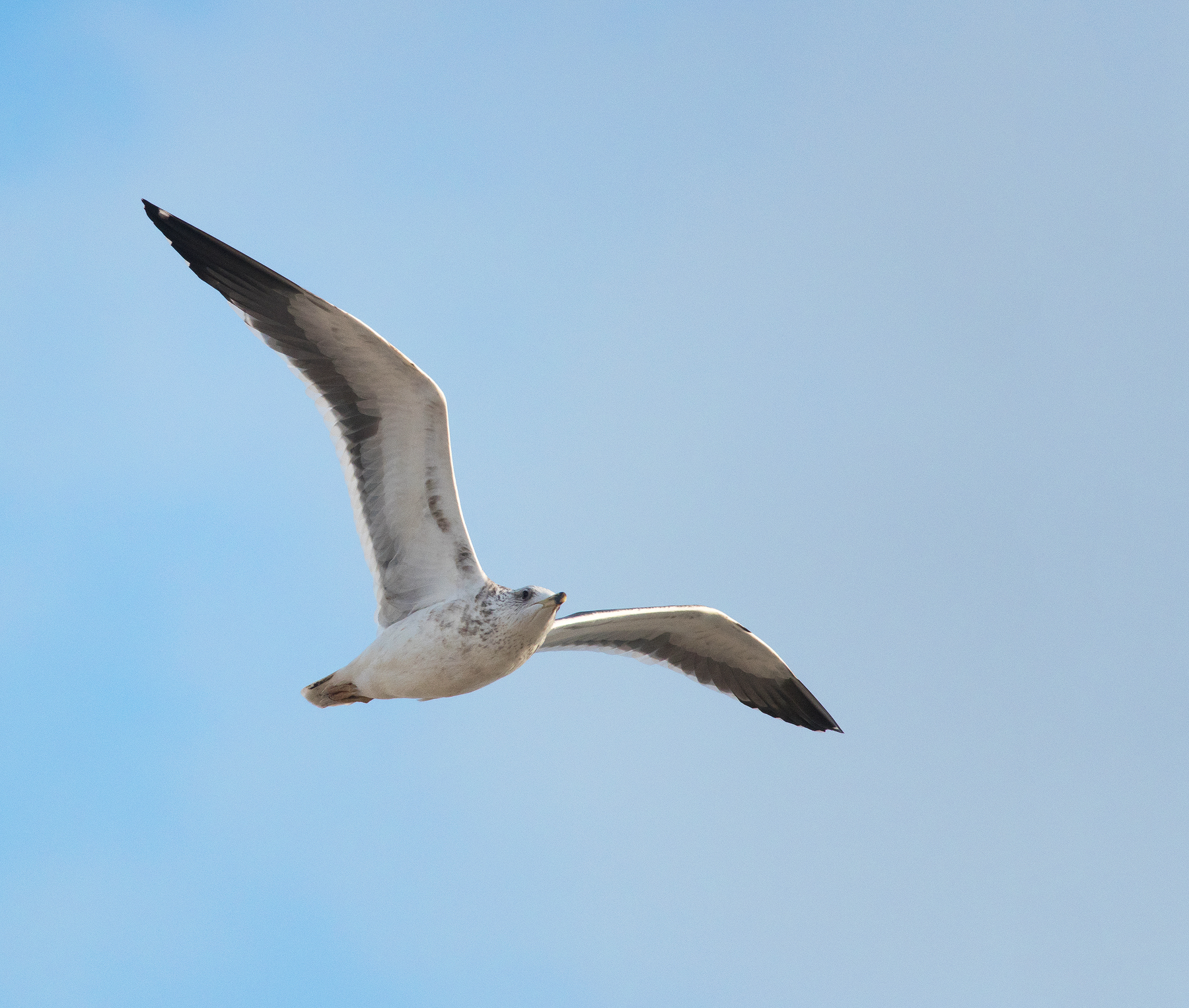 seagull in flight.jpg