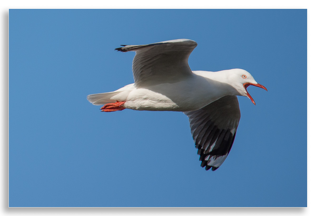 Seagull.jpg