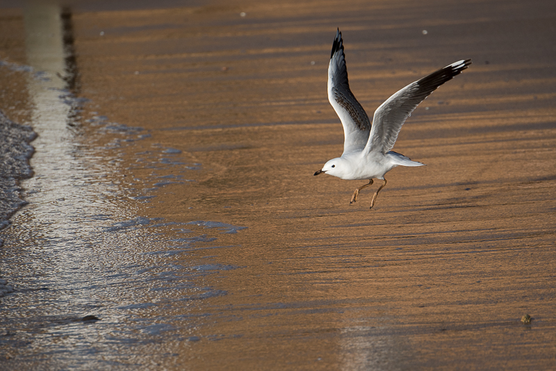 Seagull.jpg