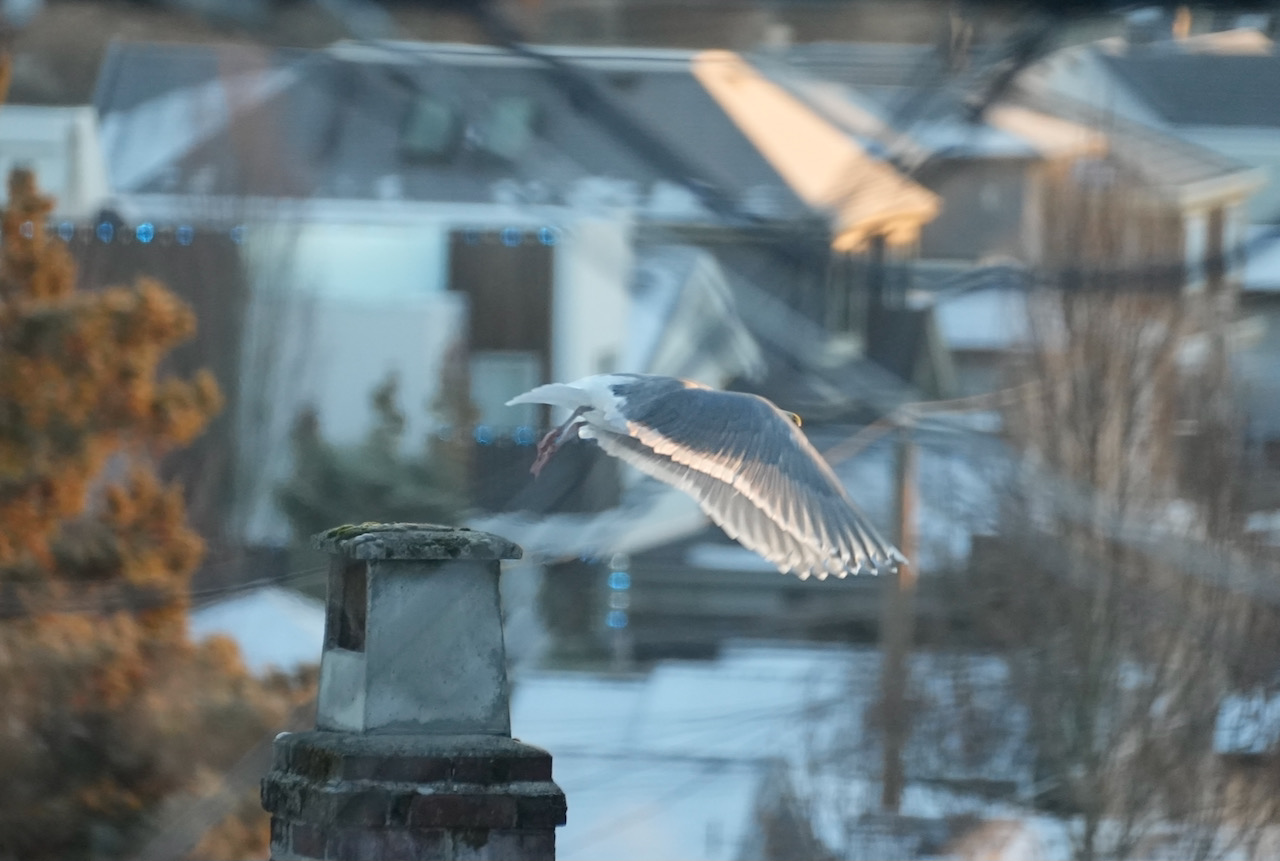 Seagull taking off-chimney.jpeg