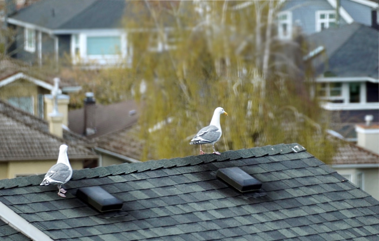 Seagulls Walking on a roof.jpg