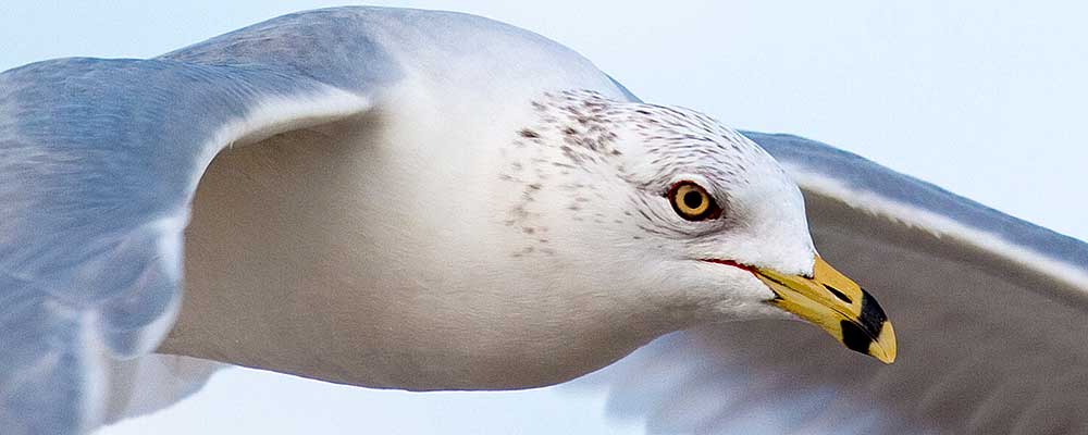 see-gull.jpg