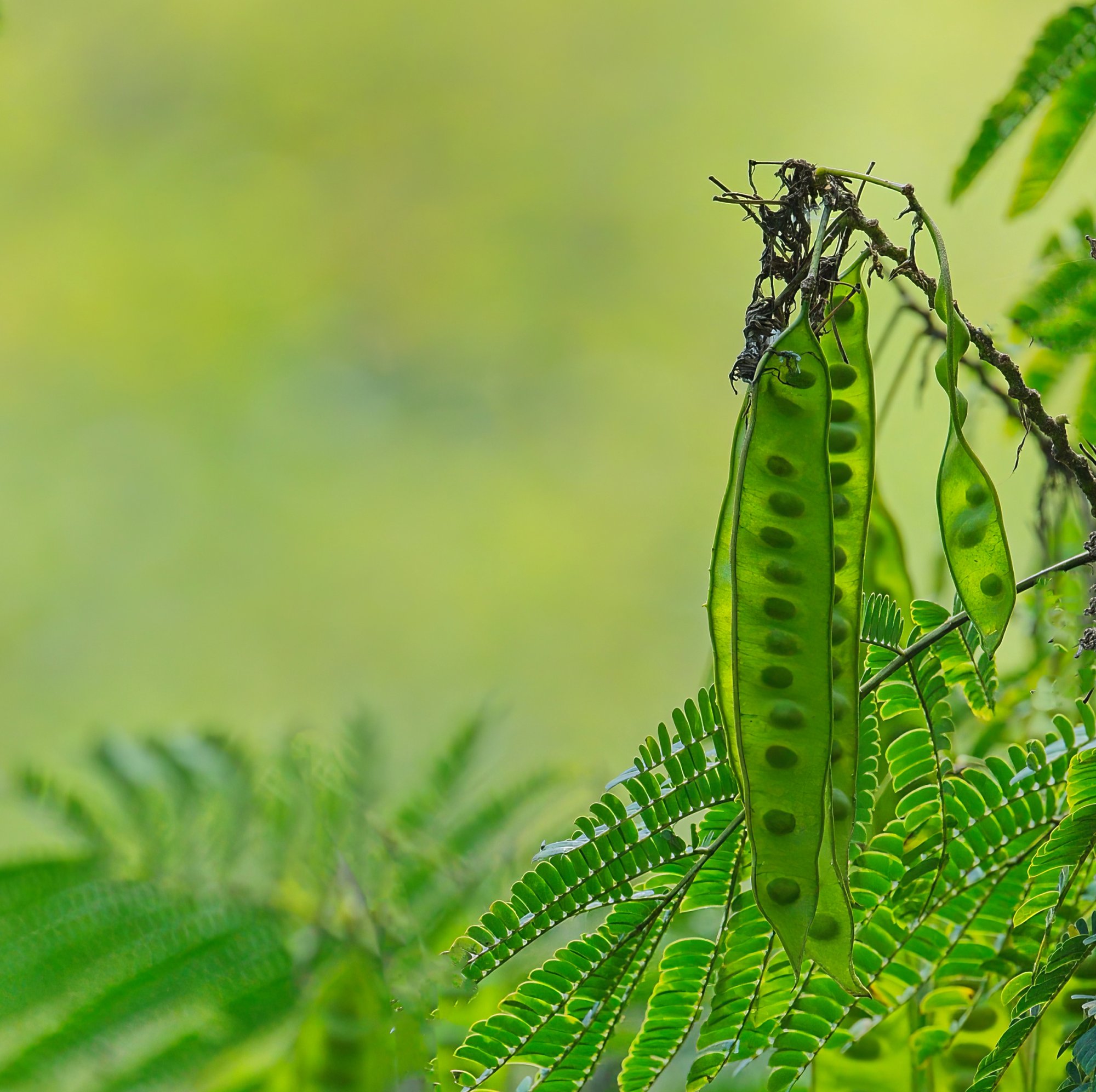 Seed Pods?.jpeg