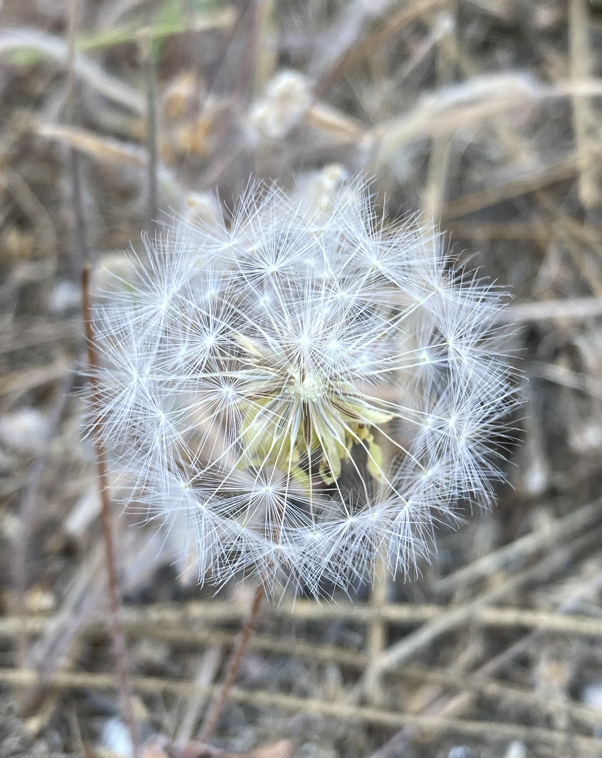 seed_pod.jpg