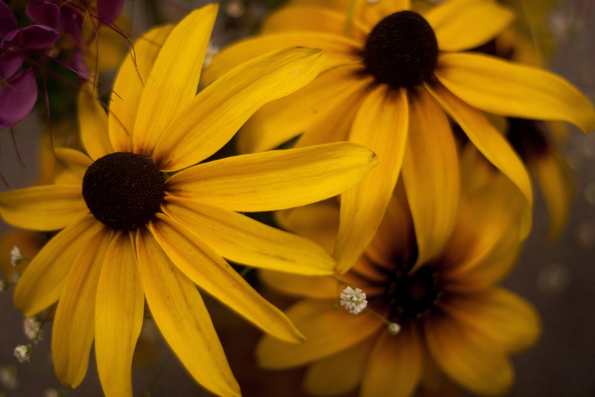 September_Black-eyed_Susan-_56_of_84-2007-09-19_at_07-19-17.jpeg