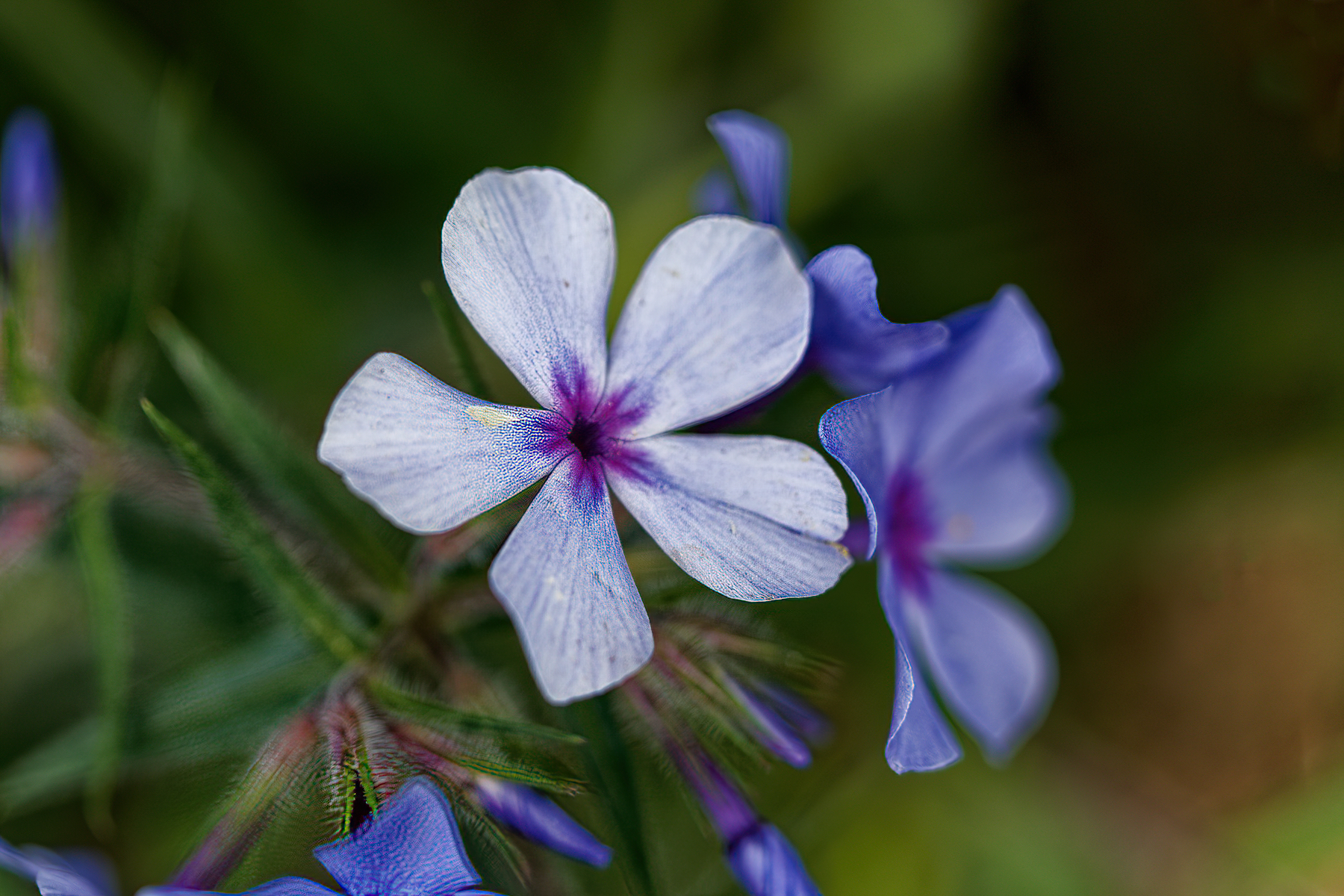 Shades of Lavendar and Cream.jpeg