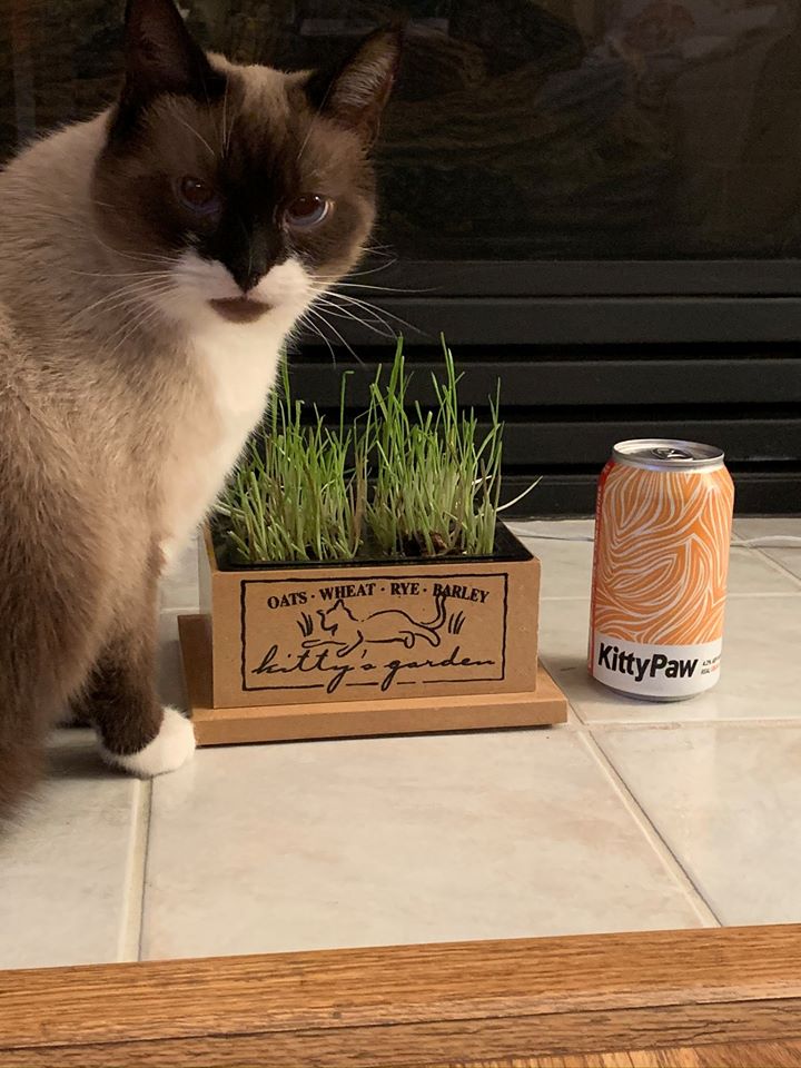 Sherlock and grass box.jpg