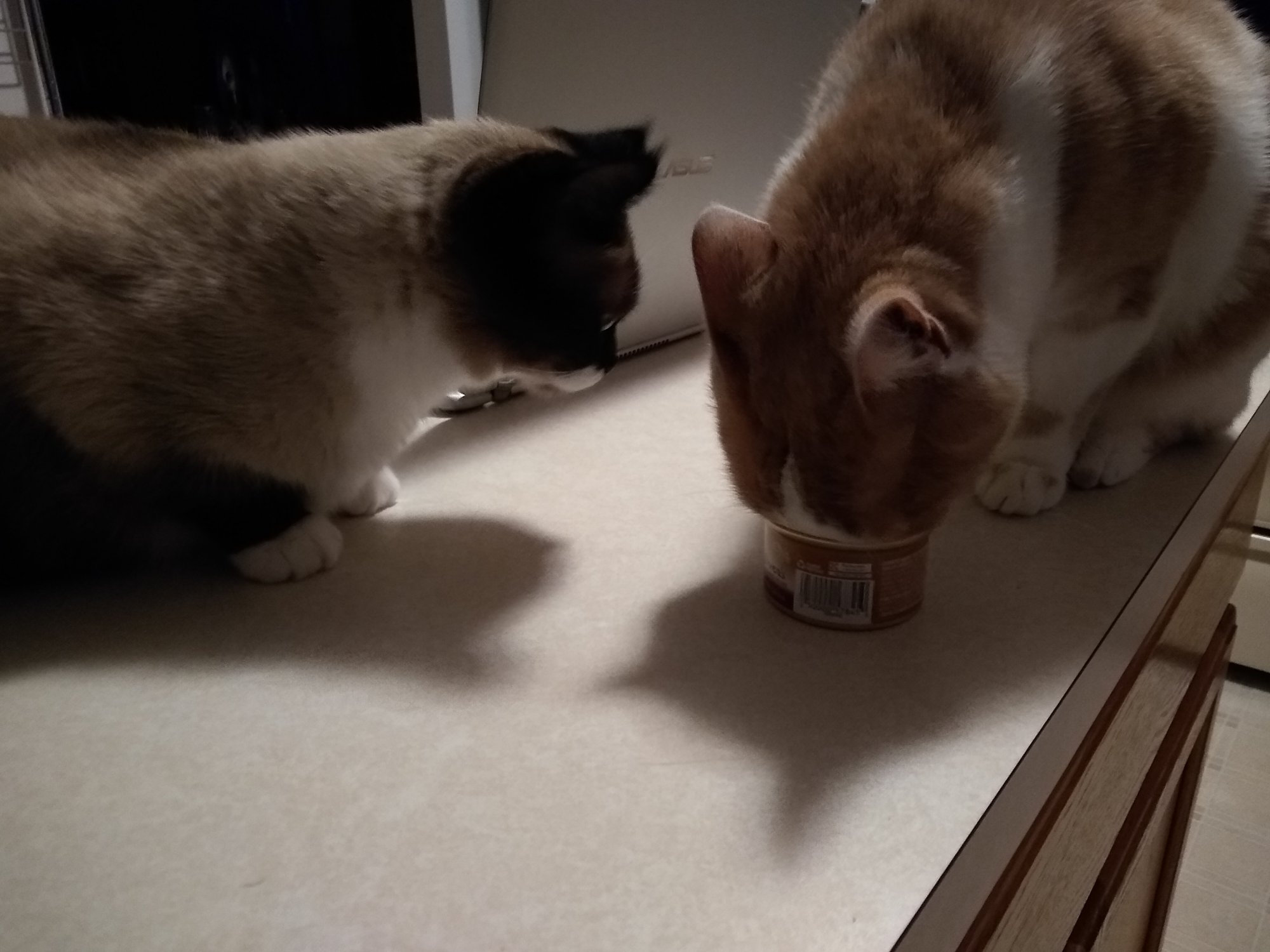 Sherlock and Sinclair at cat food can.jpg