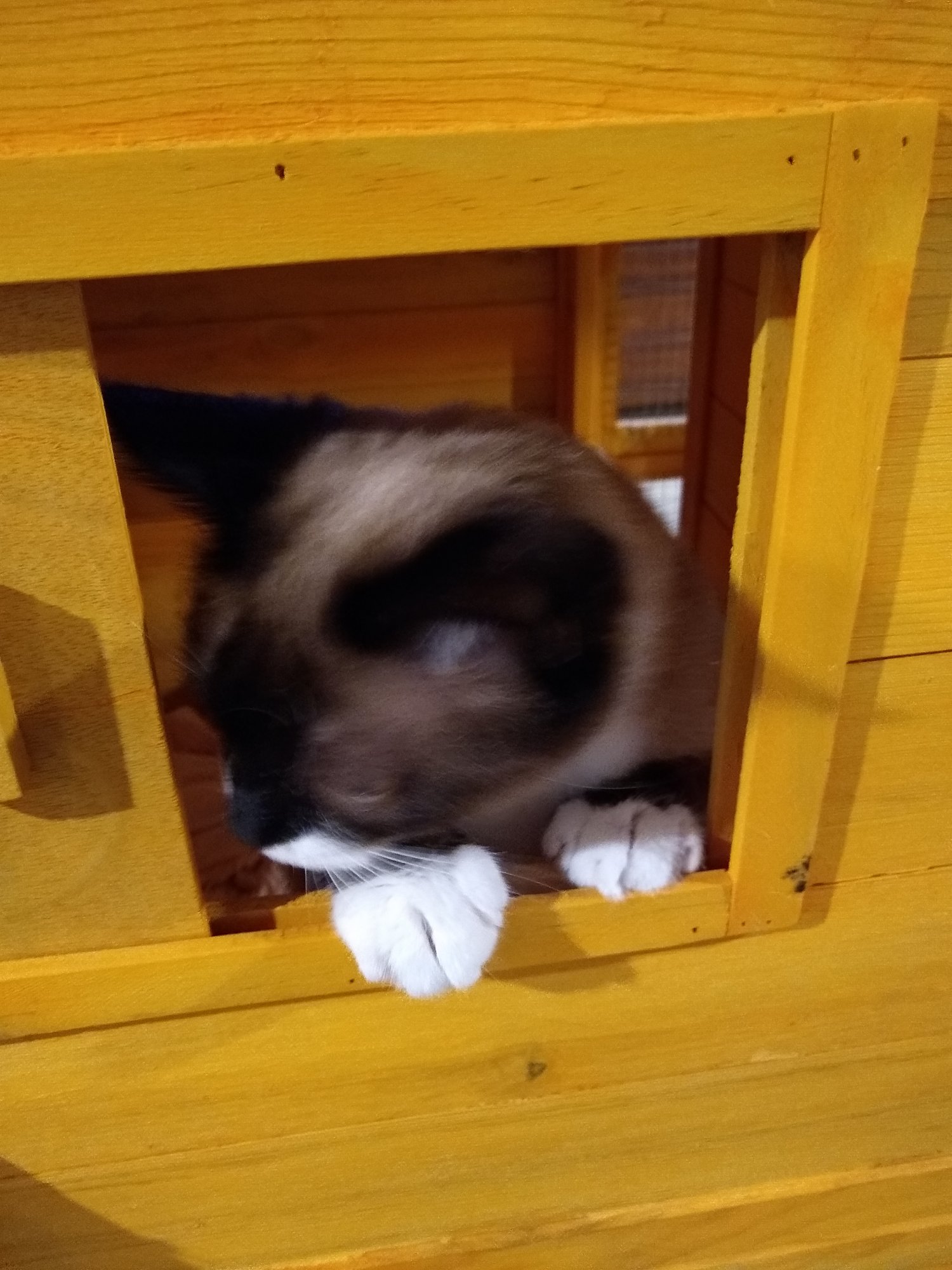 Sherlock at cat condo window.jpg