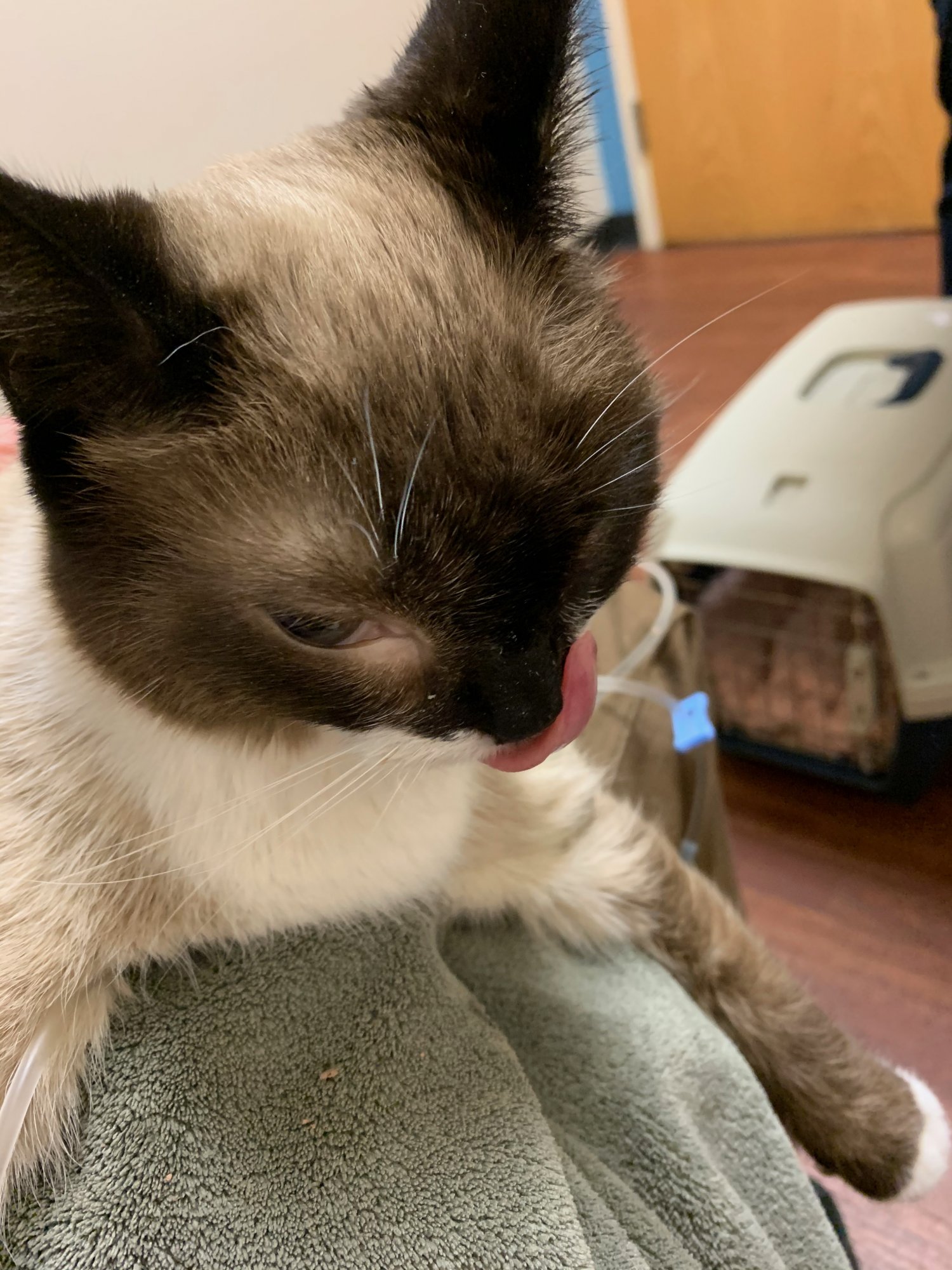 Sherlock at vet hospital 7.jpg