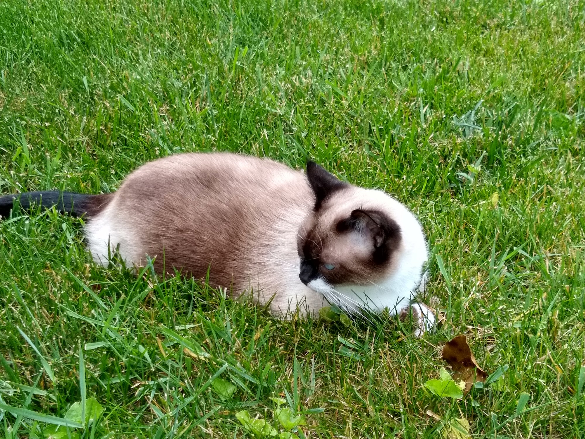 Sherlock in back yard.jpg