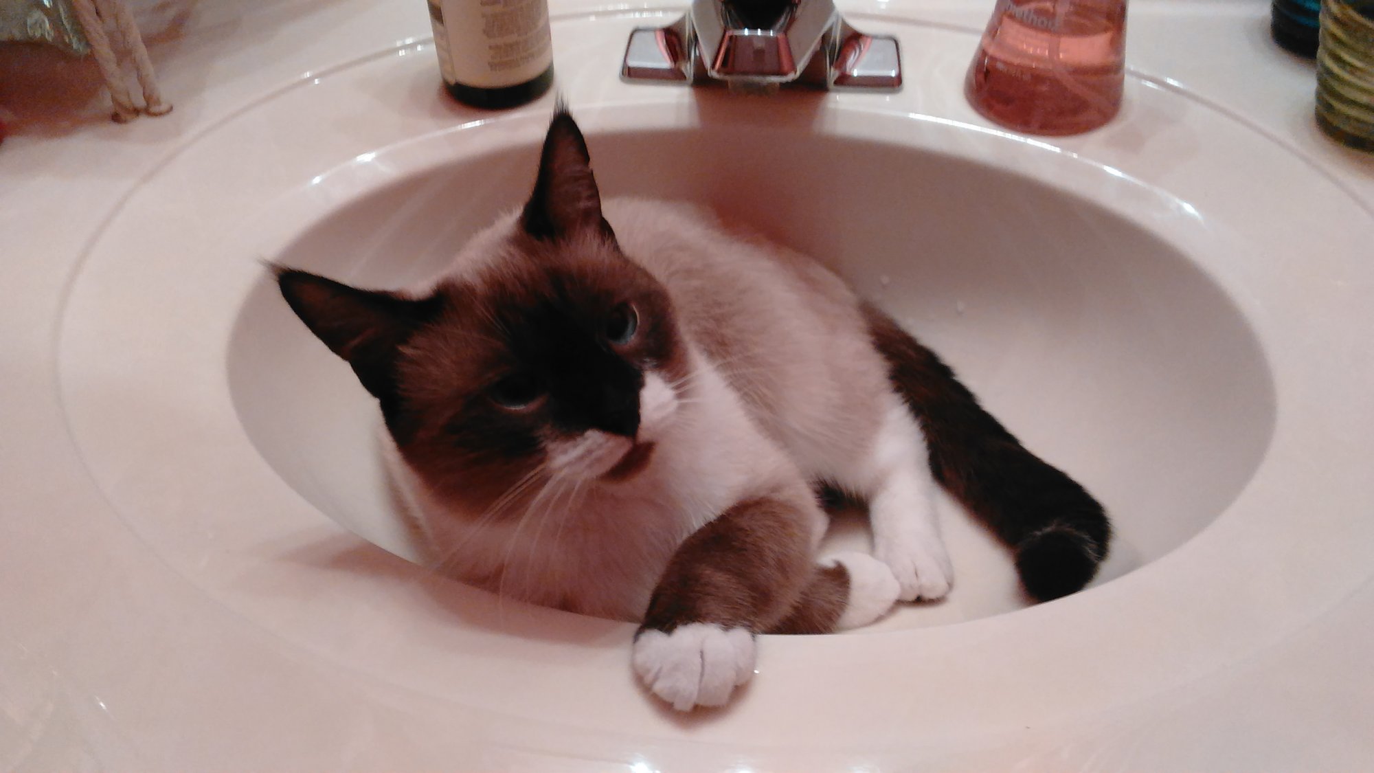 Sherlock in bathroom sink.jpg