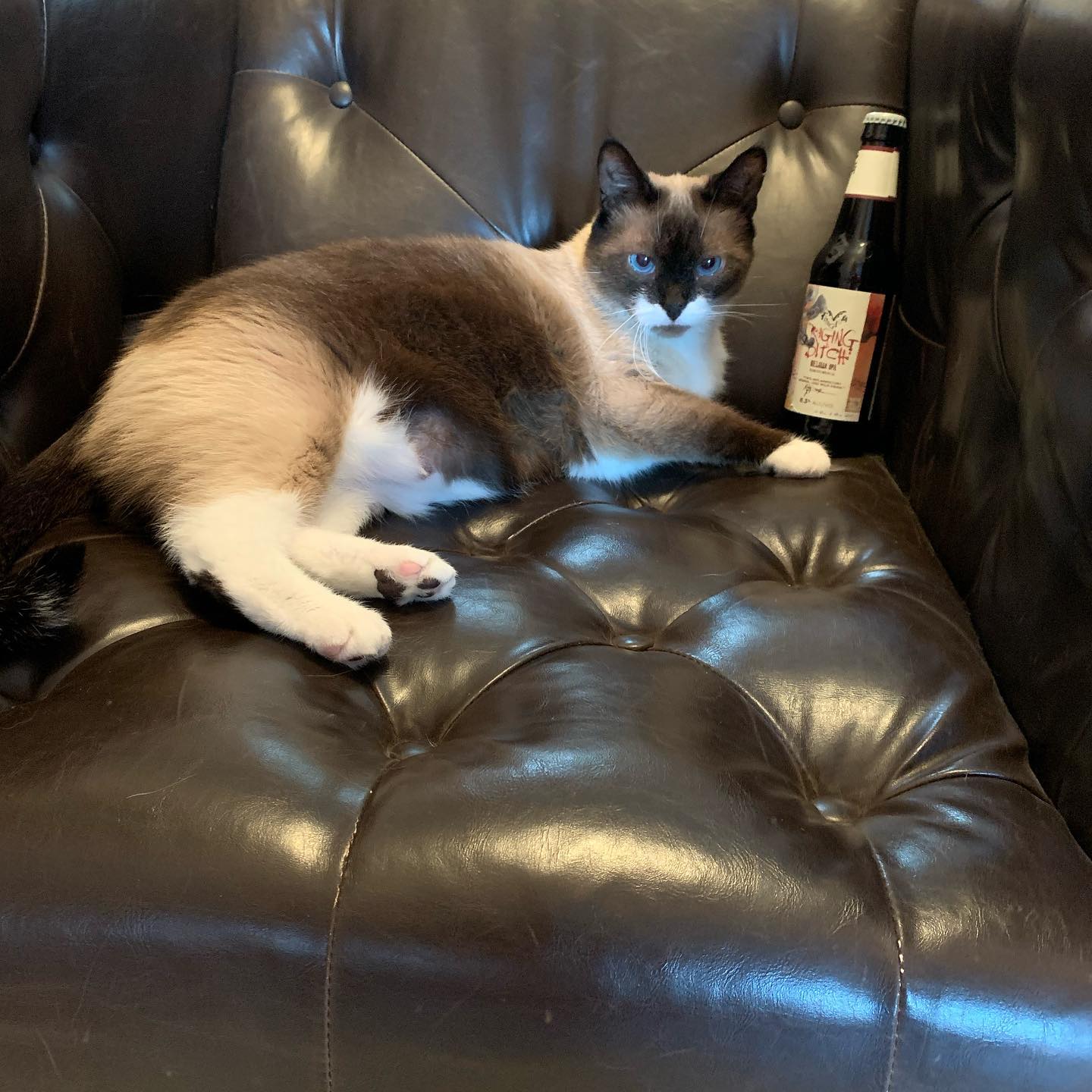 Sherlock in chair with beer.jpg