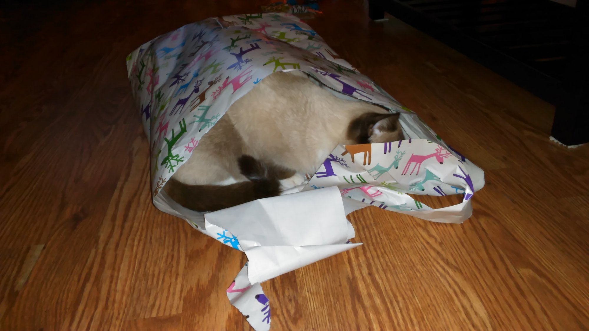 Sherlock in Christmas paper wrapping.jpg