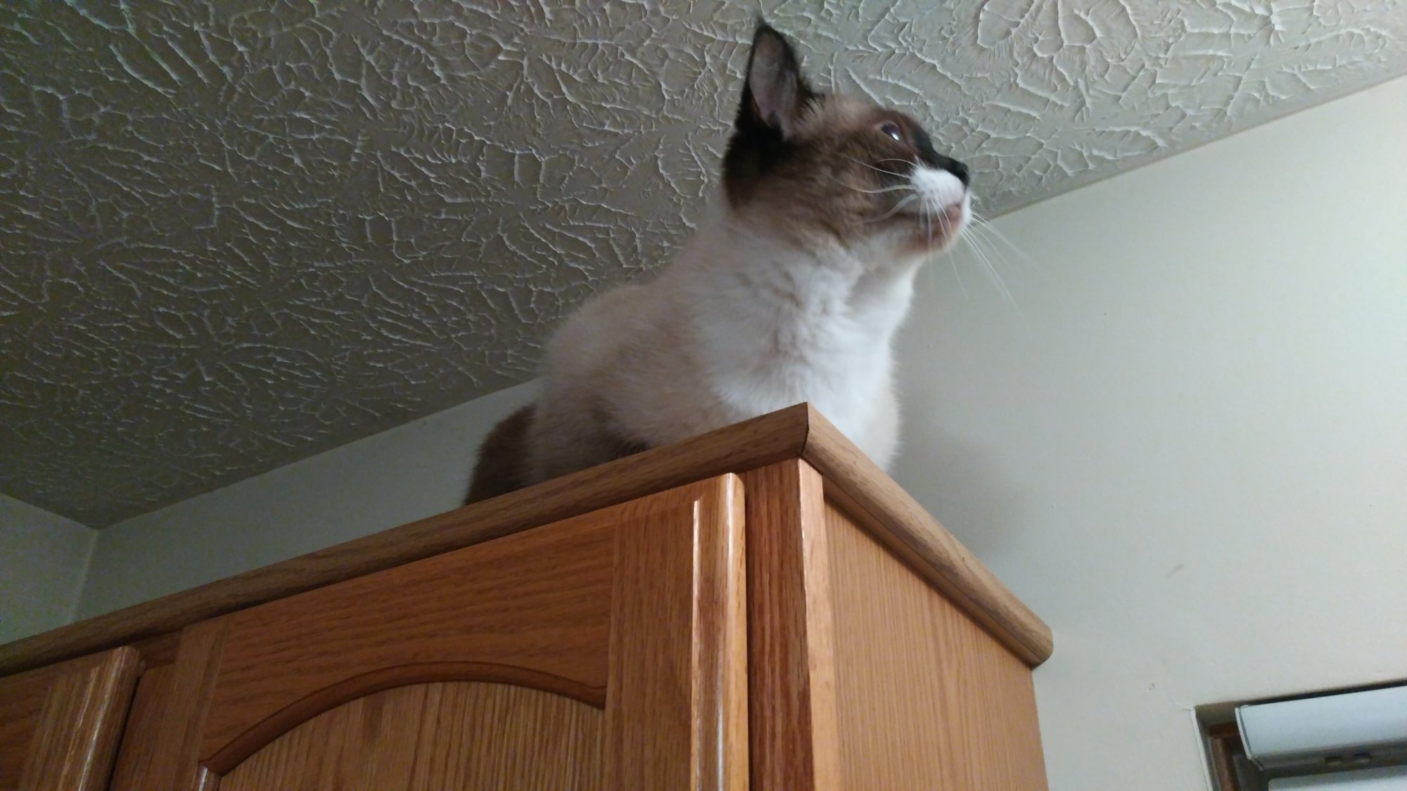 Sherlock looking at ceiling from kitchen cabinet.jpg