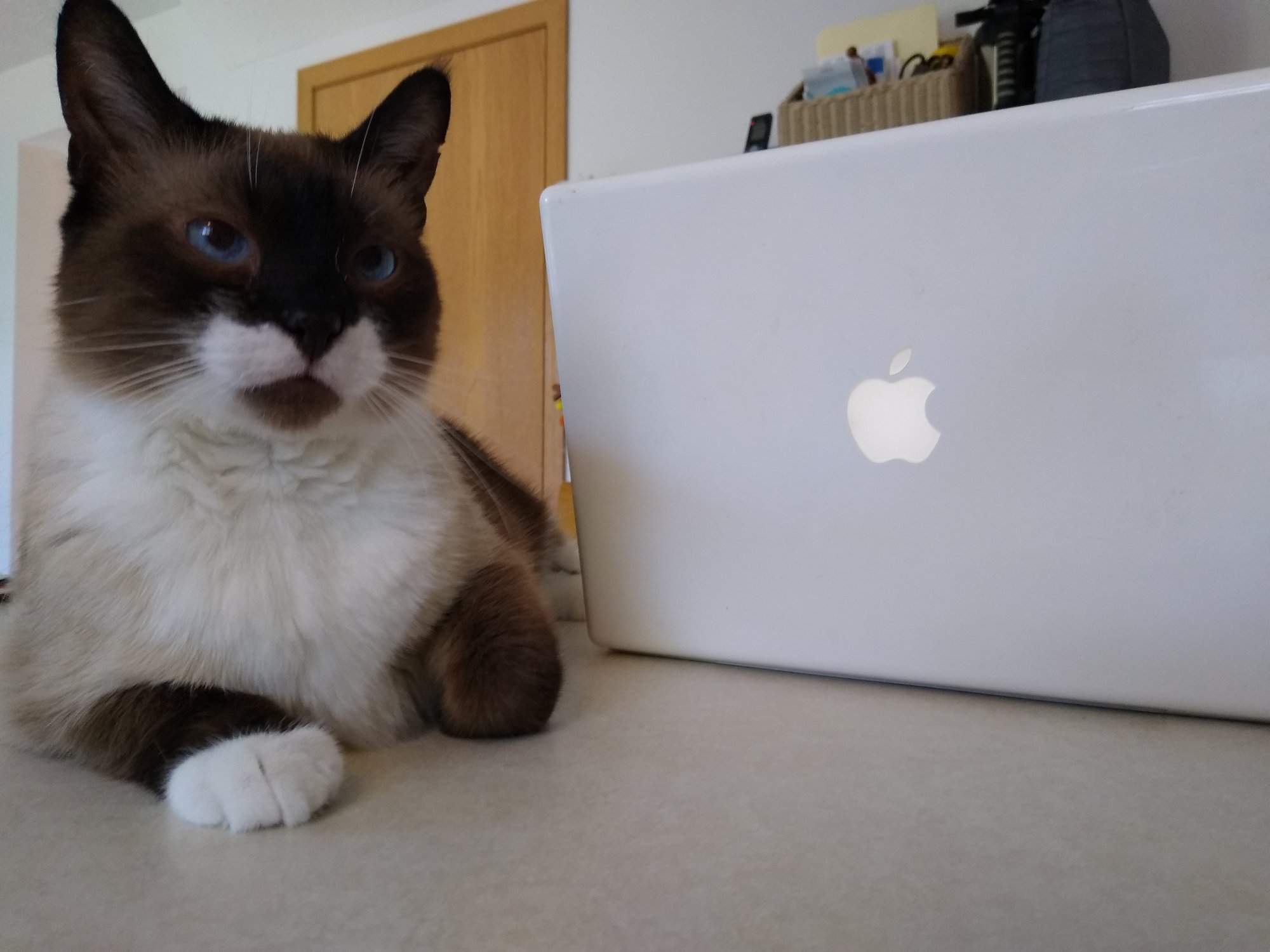 Sherlock next to Macbook.jpg