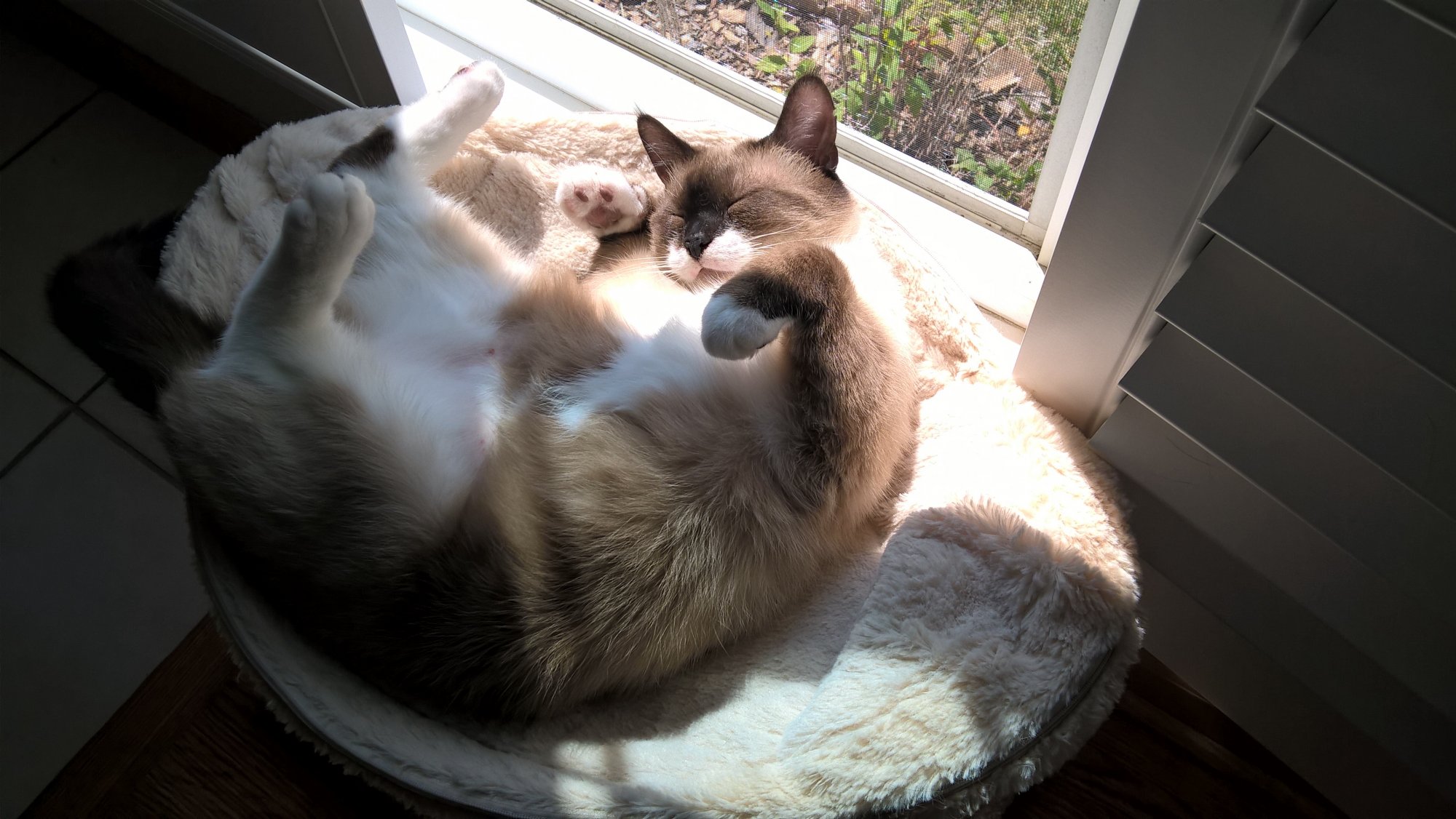 Sherlock on cat bed in sunlight.jpg