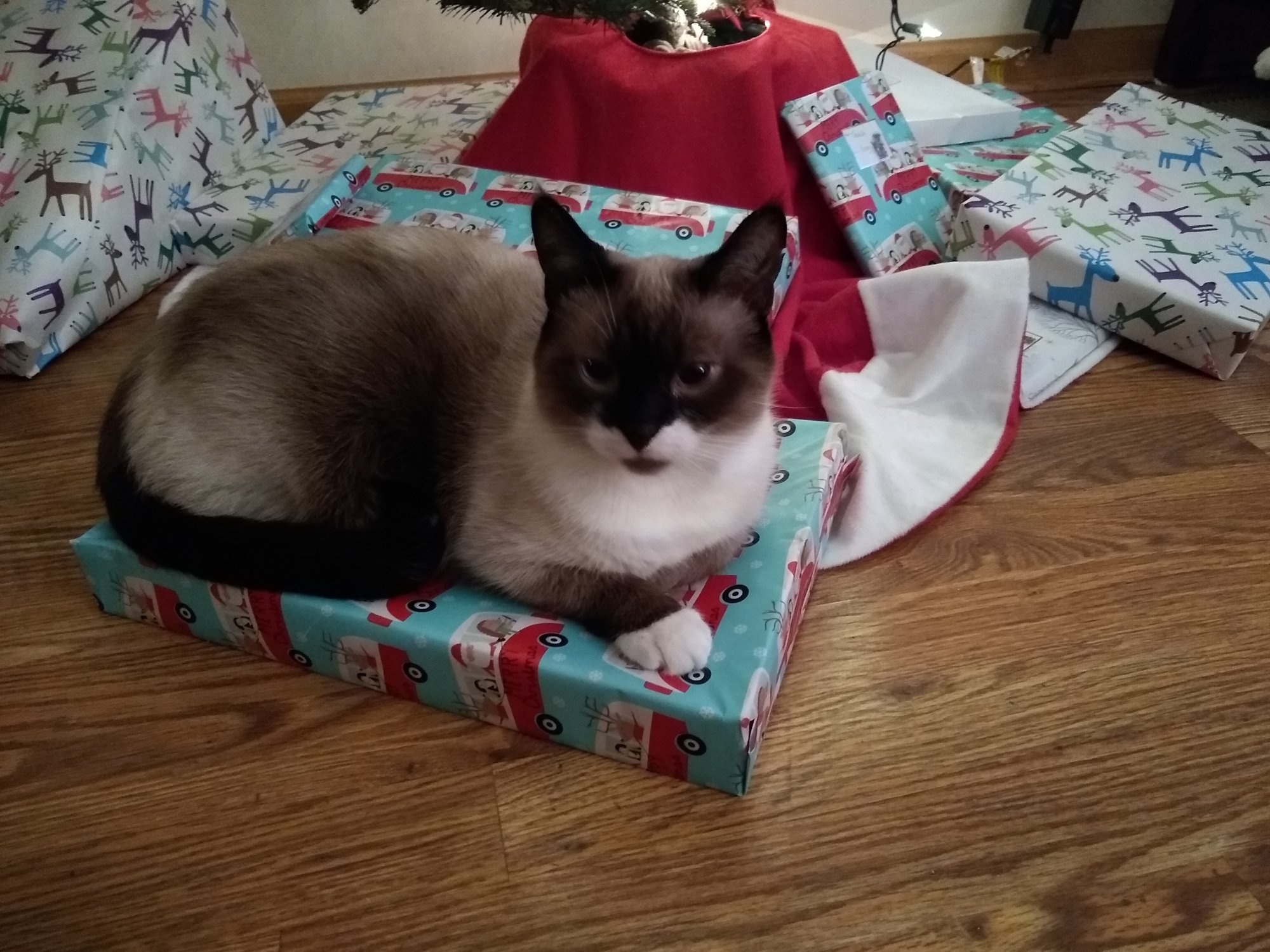 Sherlock on top of Christmas present.jpg