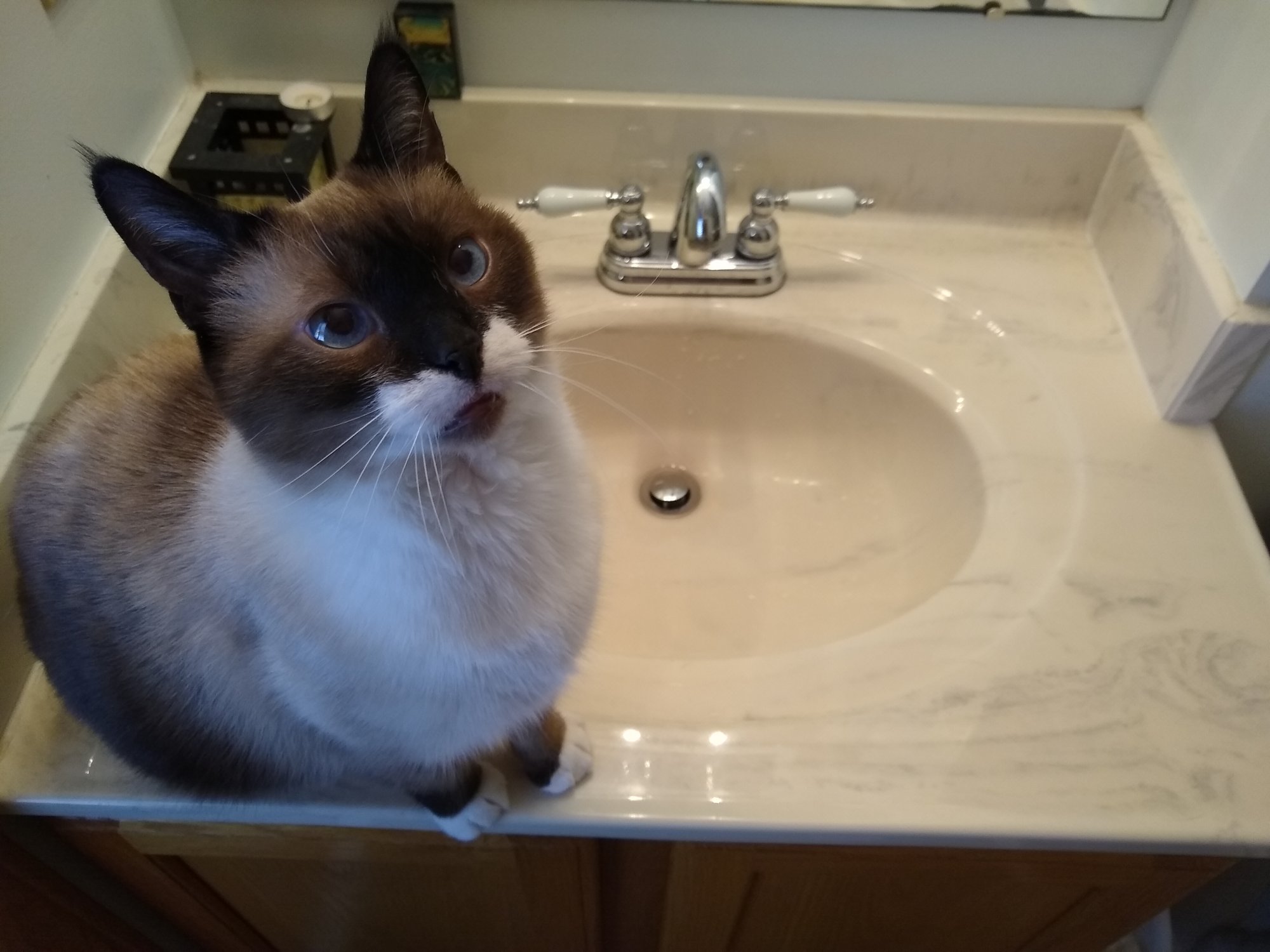 Sherlock sitting by bathroom sink.jpg