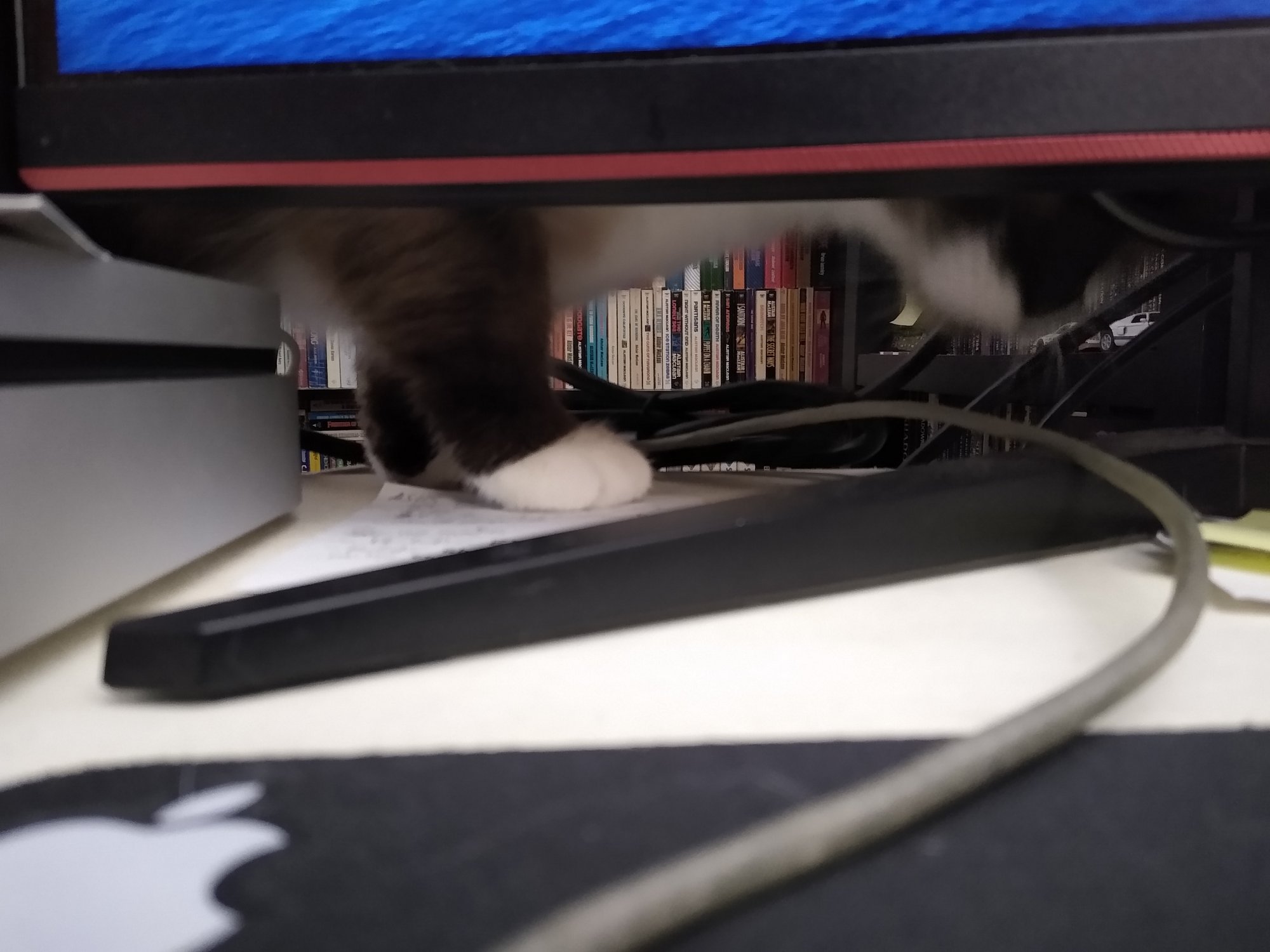 Sherlock trying to get underneath monitor.jpg