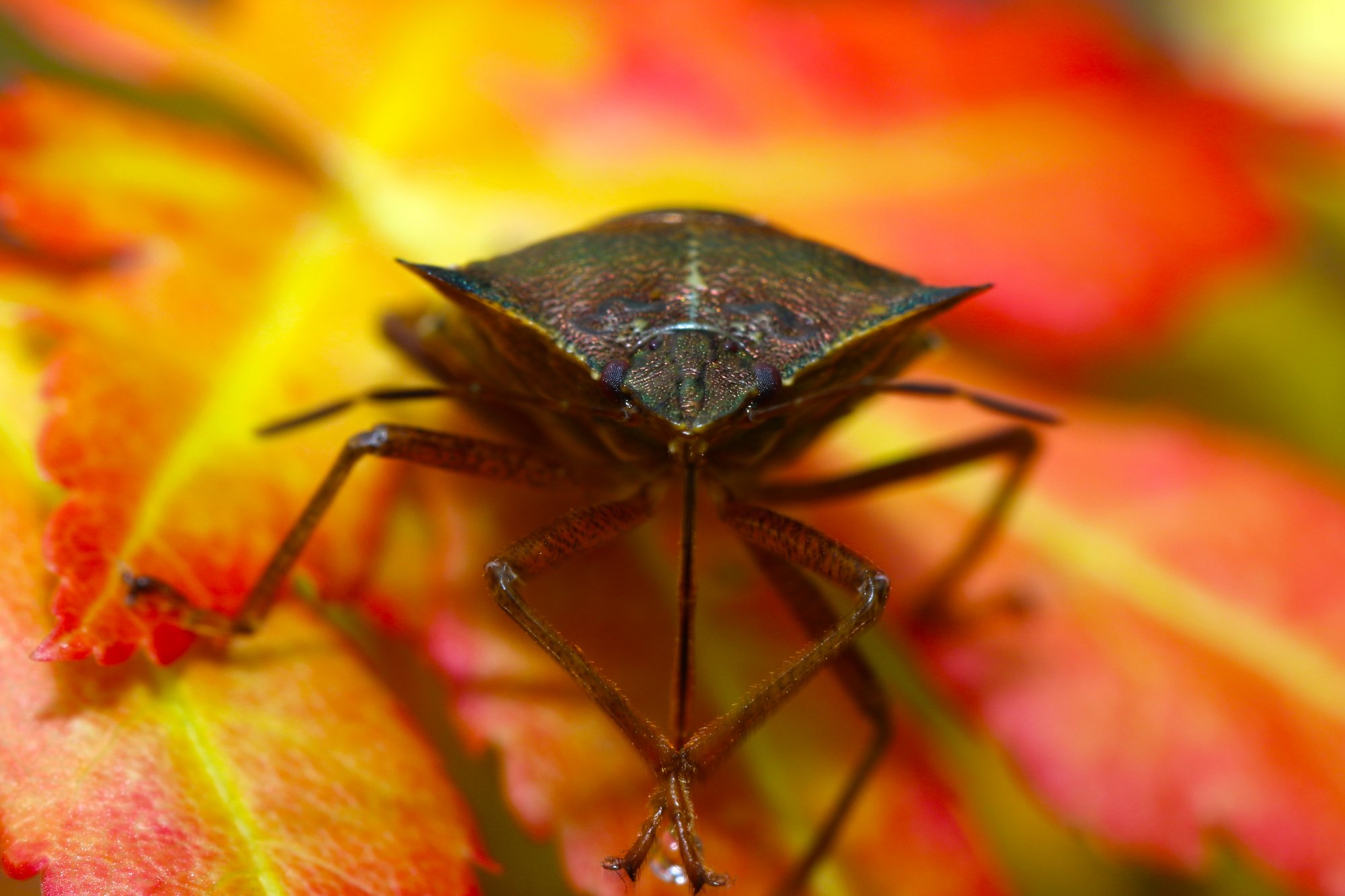 Shield bug.jpg