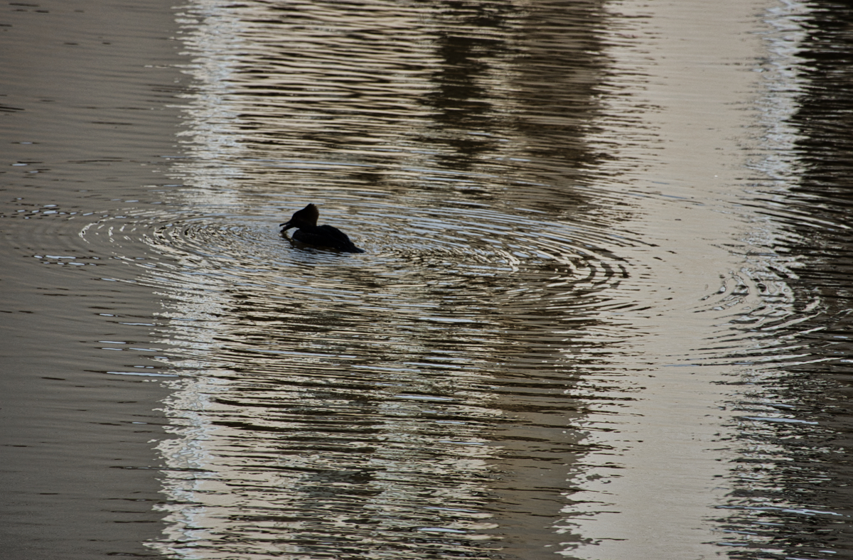 Silhouetted Merganser.jpeg