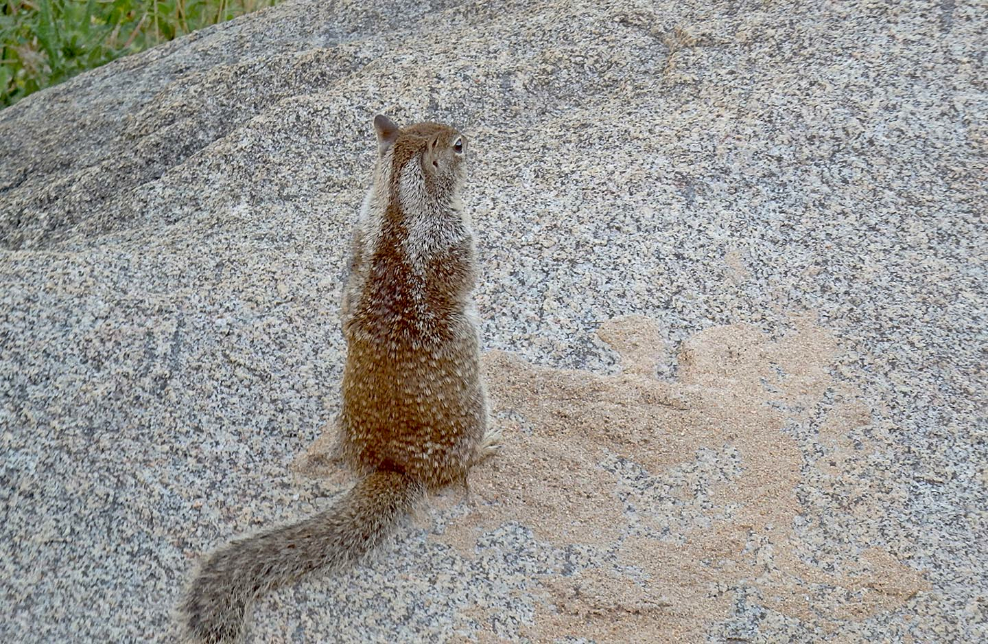 silverback squirrel reducedx.jpg