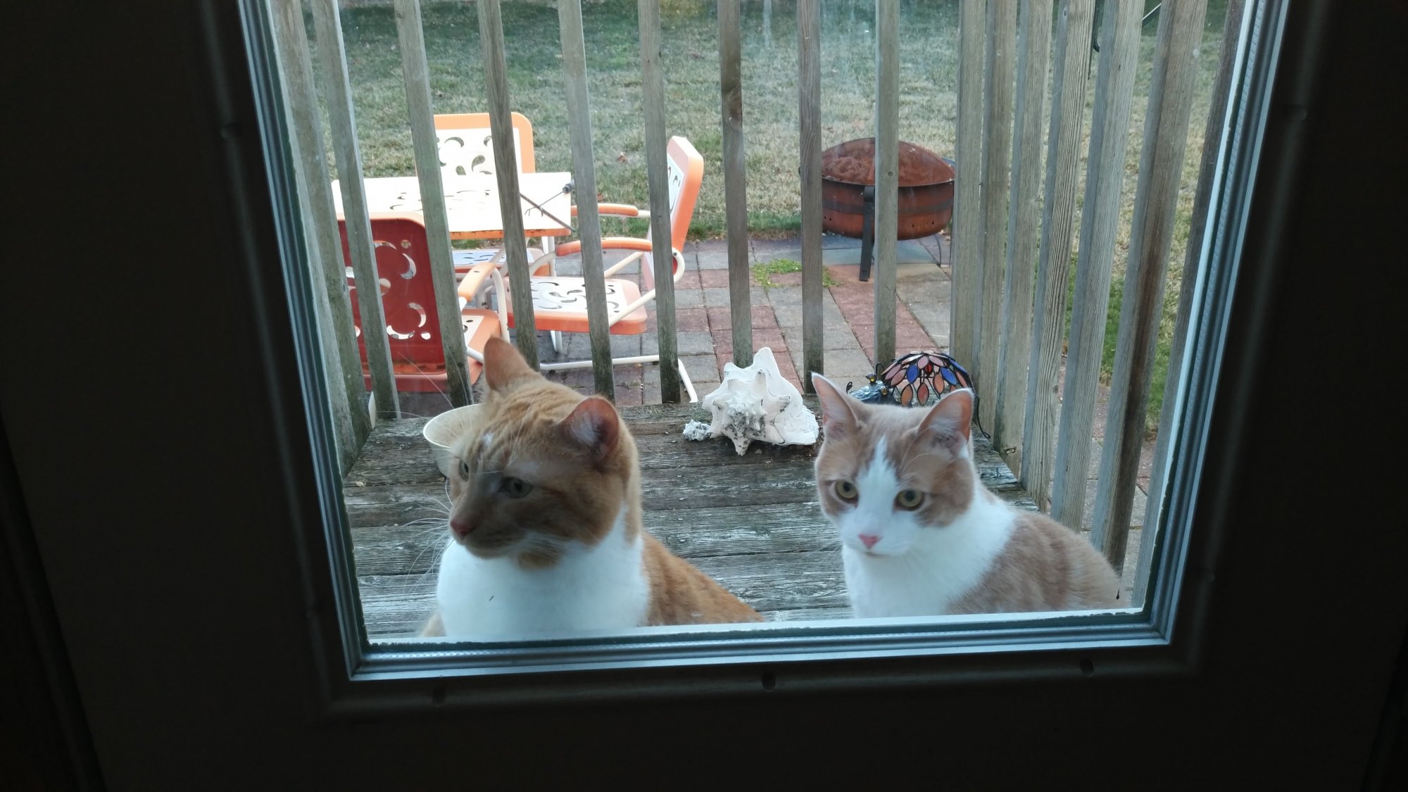 Sinclair and Bogart at back door.jpg