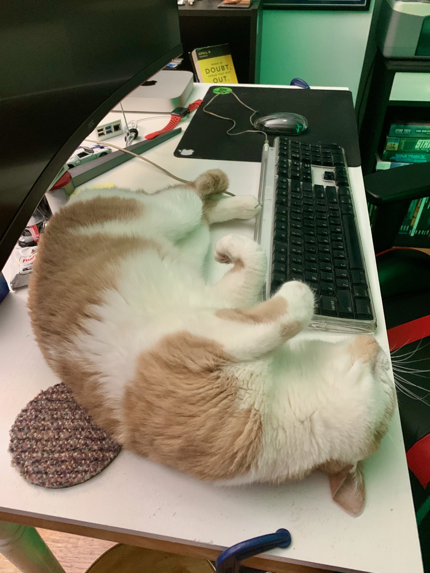 Sinclair curled up by keyboard.jpeg