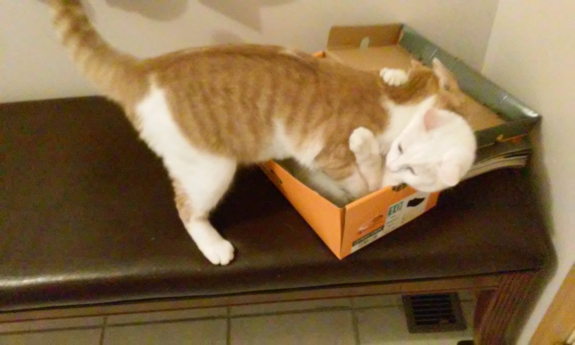 Sinclair fighting Luna for shoebox.jpg