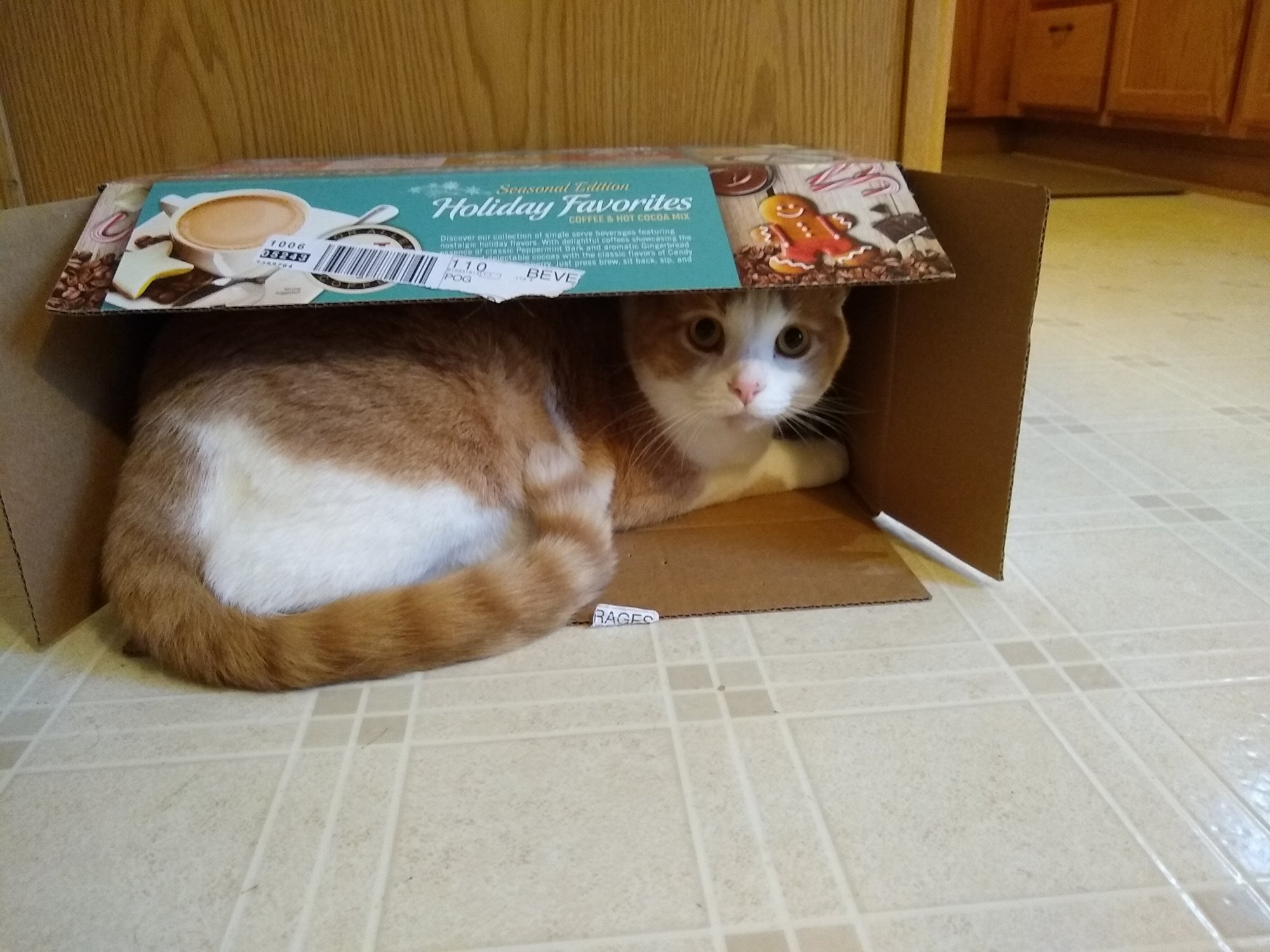 Sinclair in coffee box.jpg