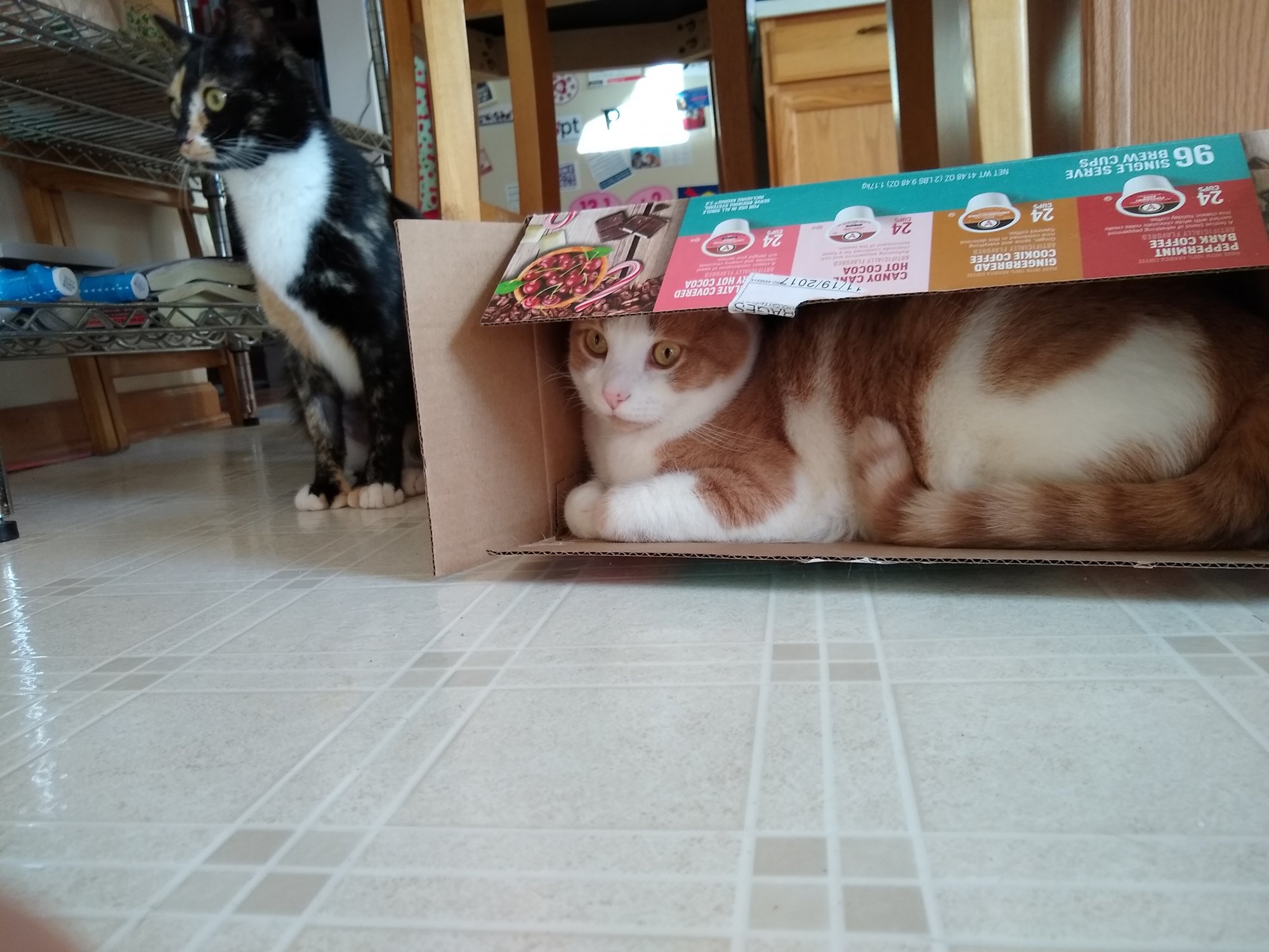 Sinclair in coffee box with Watson sitting nearby.jpg