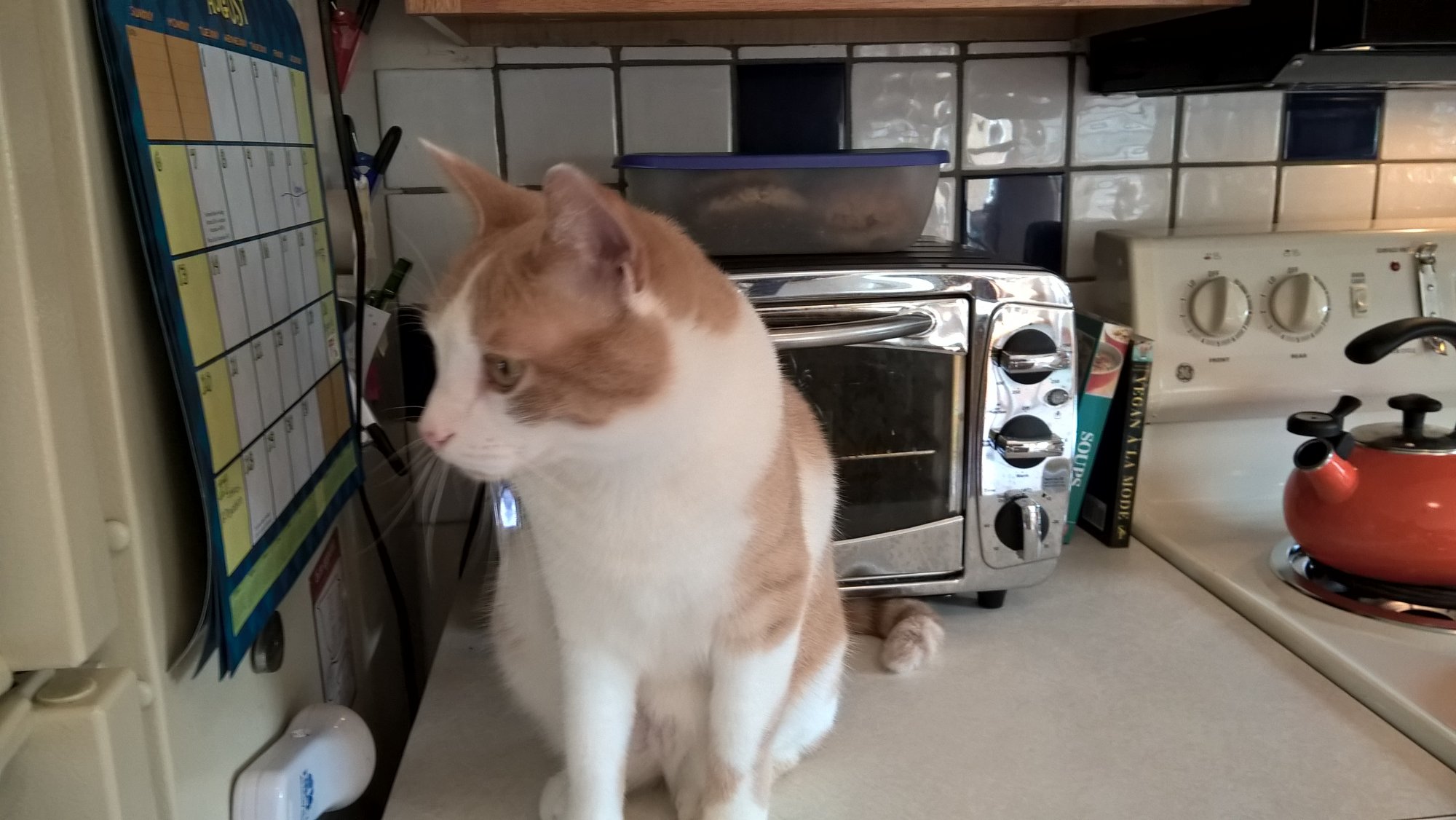 Sinclair in front of toaster oven.jpg