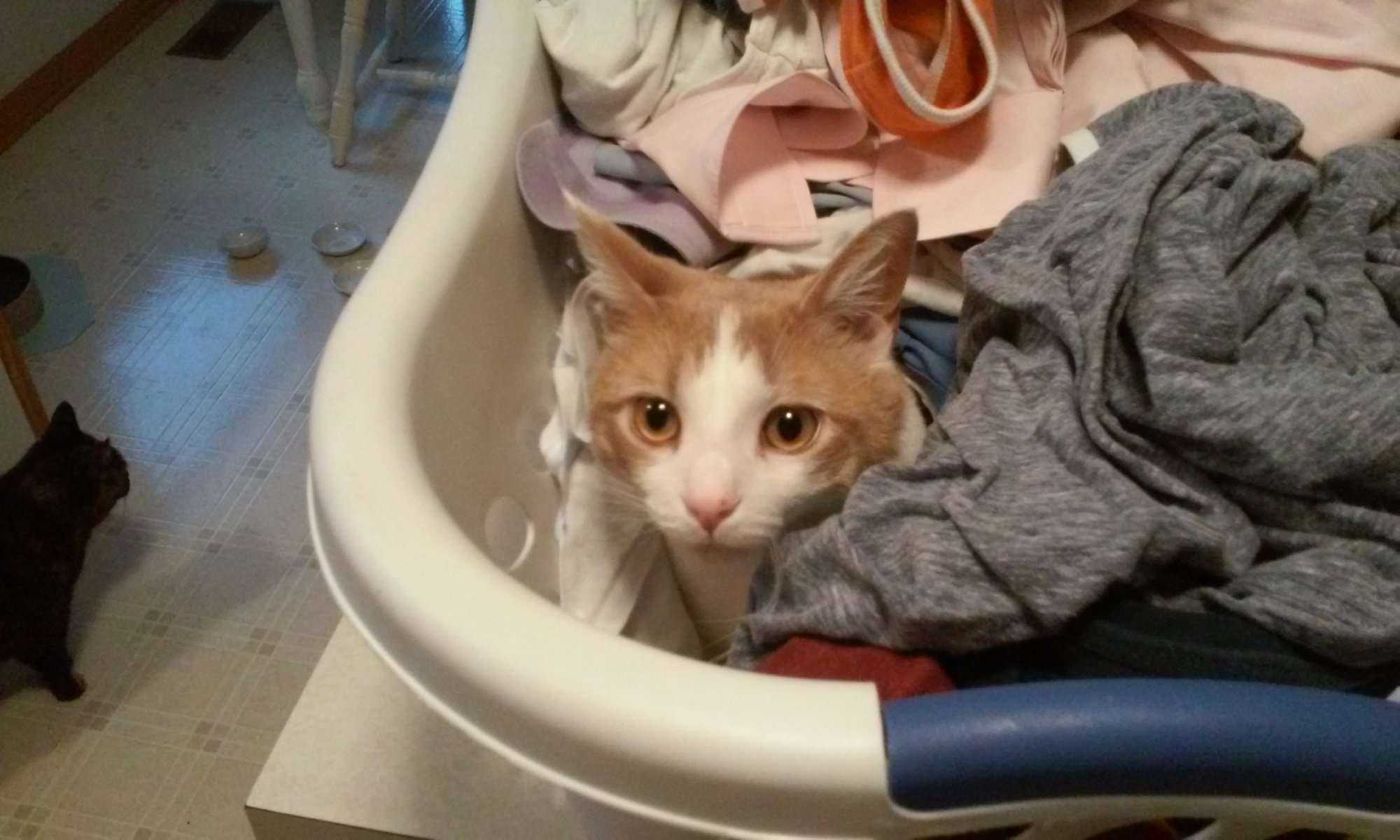 Sinclair in full laundry basket.jpg