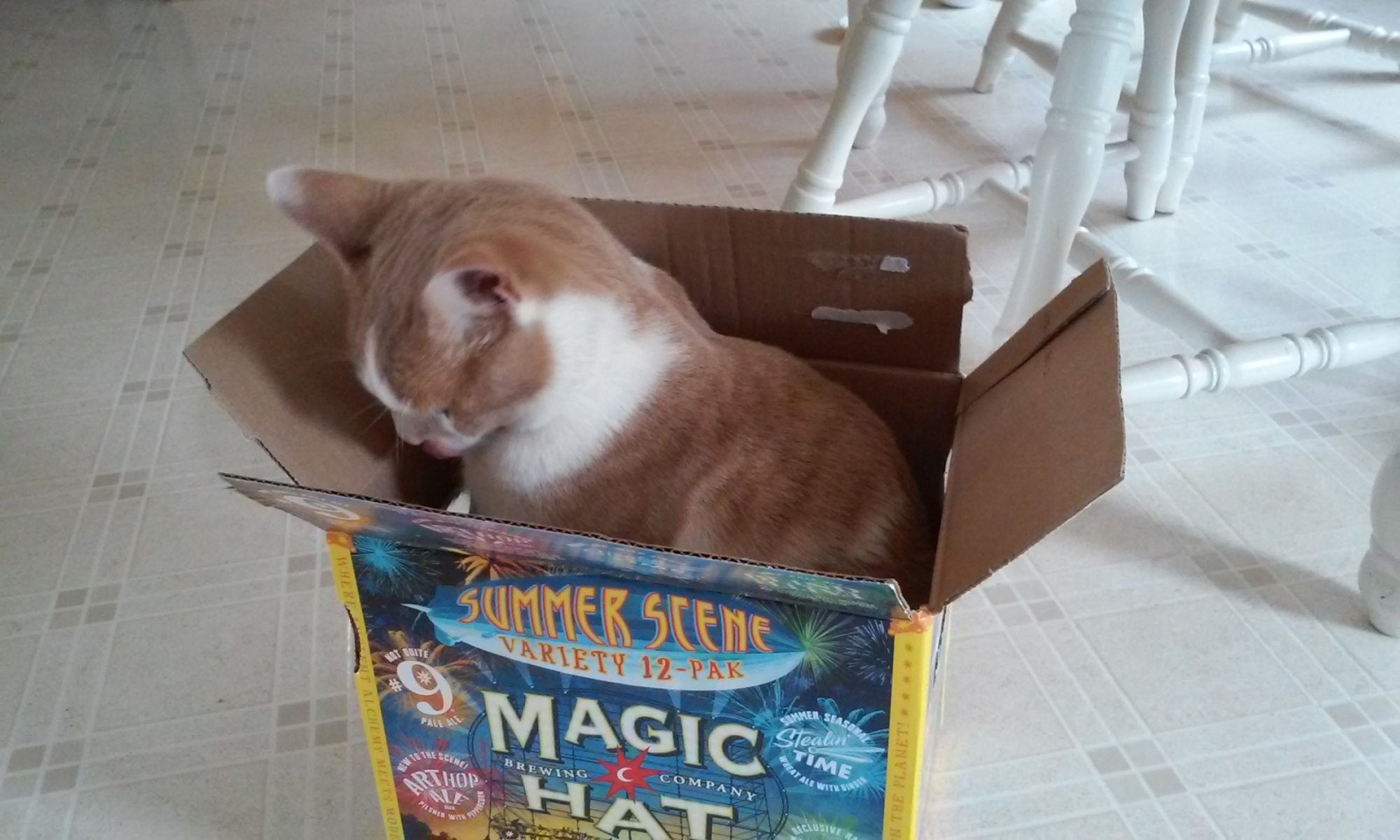 Sinclair in Magic Hat box.jpg