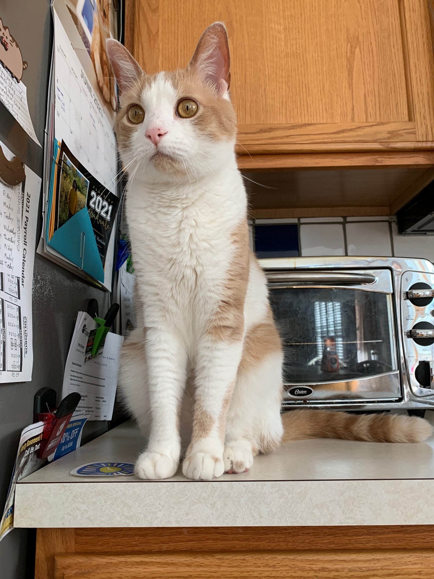 Sinclair on counter in front of toaster oven.jpeg