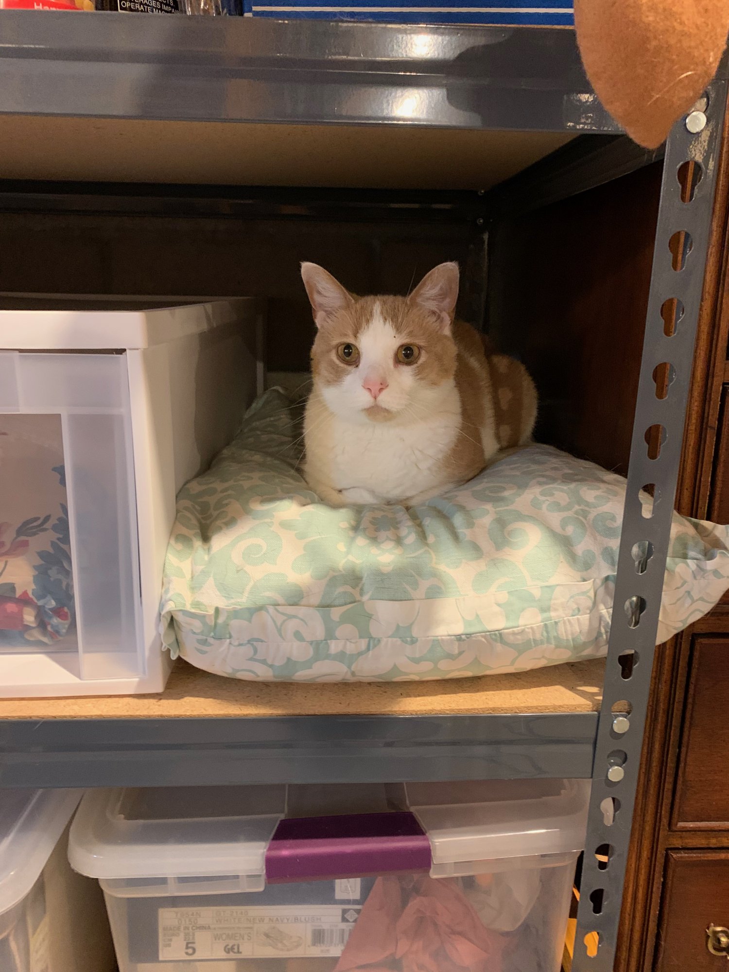 Sinclair on pillow in basement shelves.jpeg