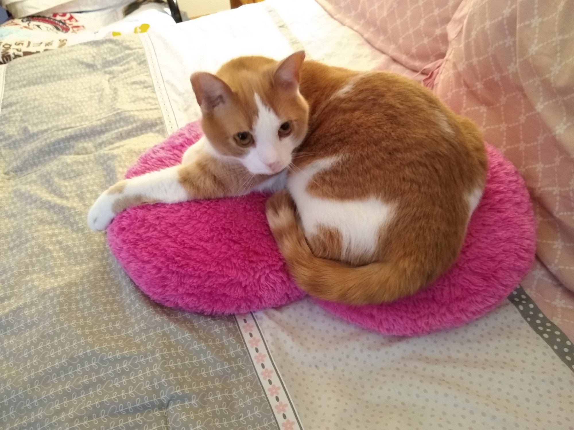 Sinclair on pink pillow.jpg