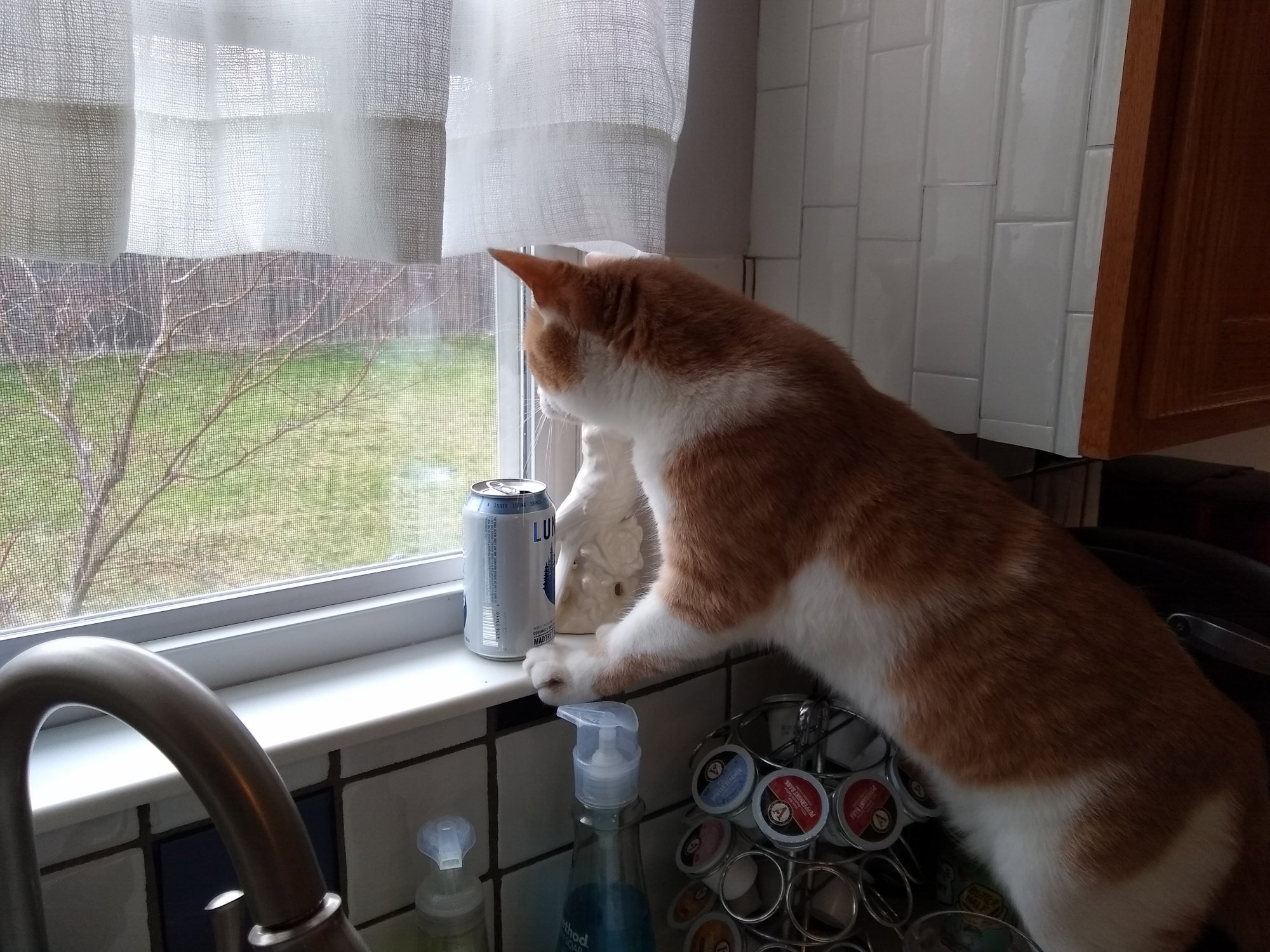 Sinclair stalking stray cat from kitchen window.jpg