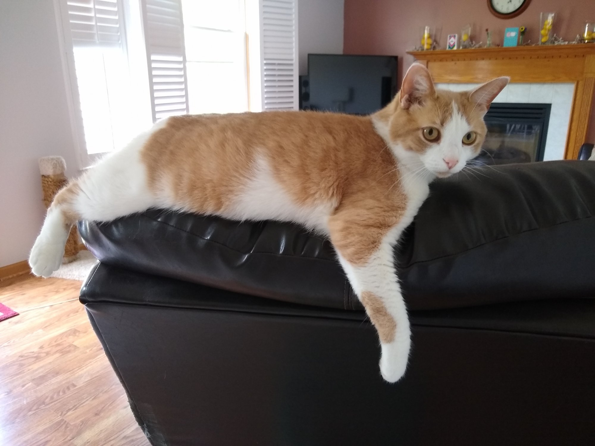 Sinclair stretched out on reclining chair.jpg