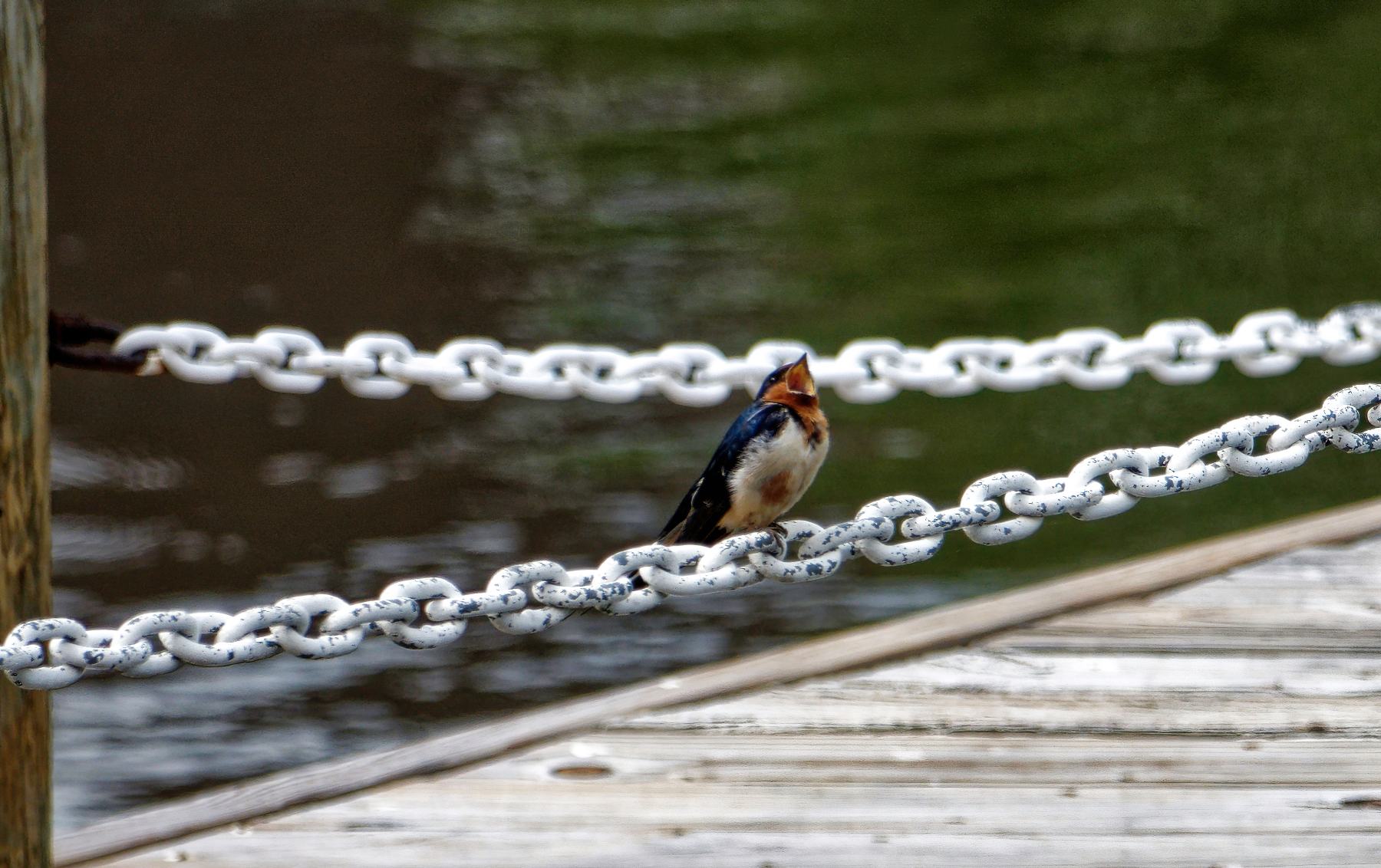 Singing on the Pier.jpeg